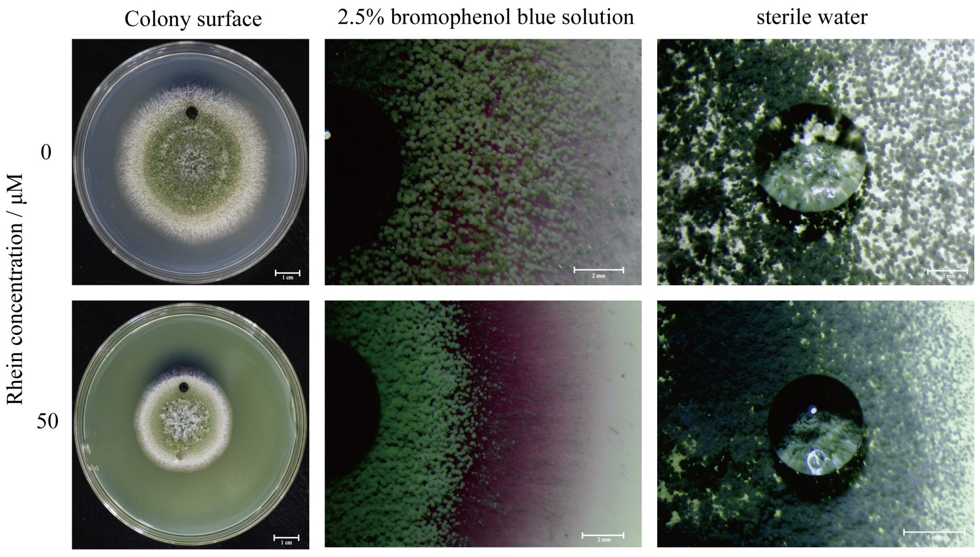 Toxins 16 00285 g003