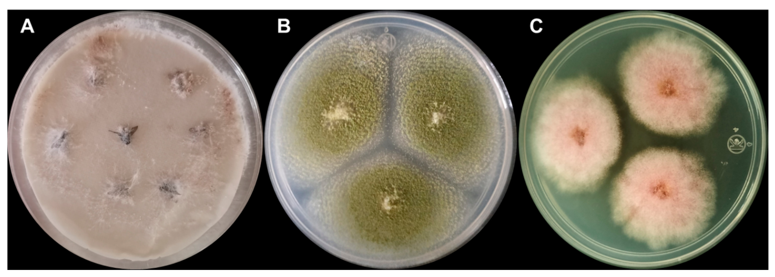Toxins 16 00302 g002