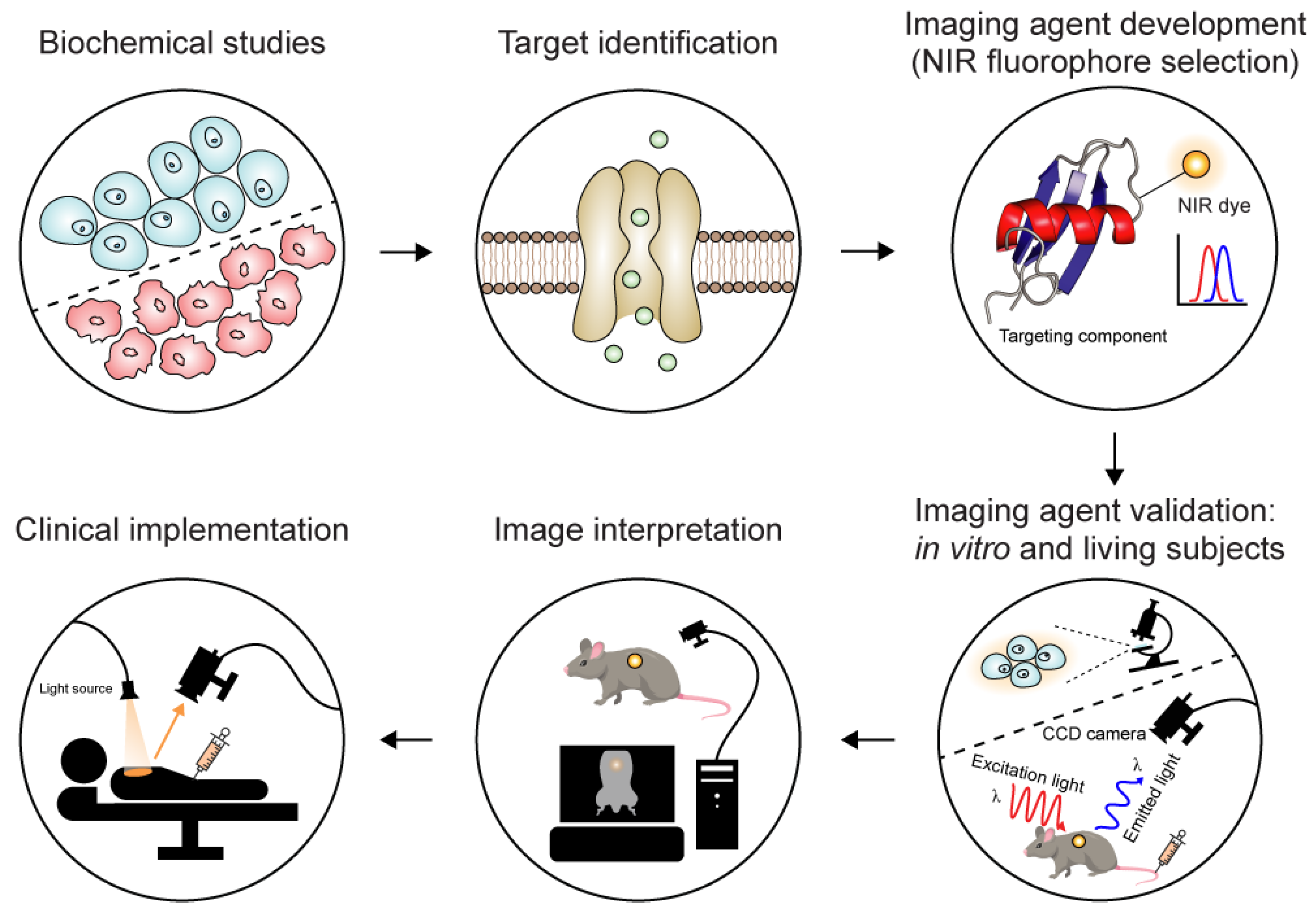 Toxins 16 00307 g002
