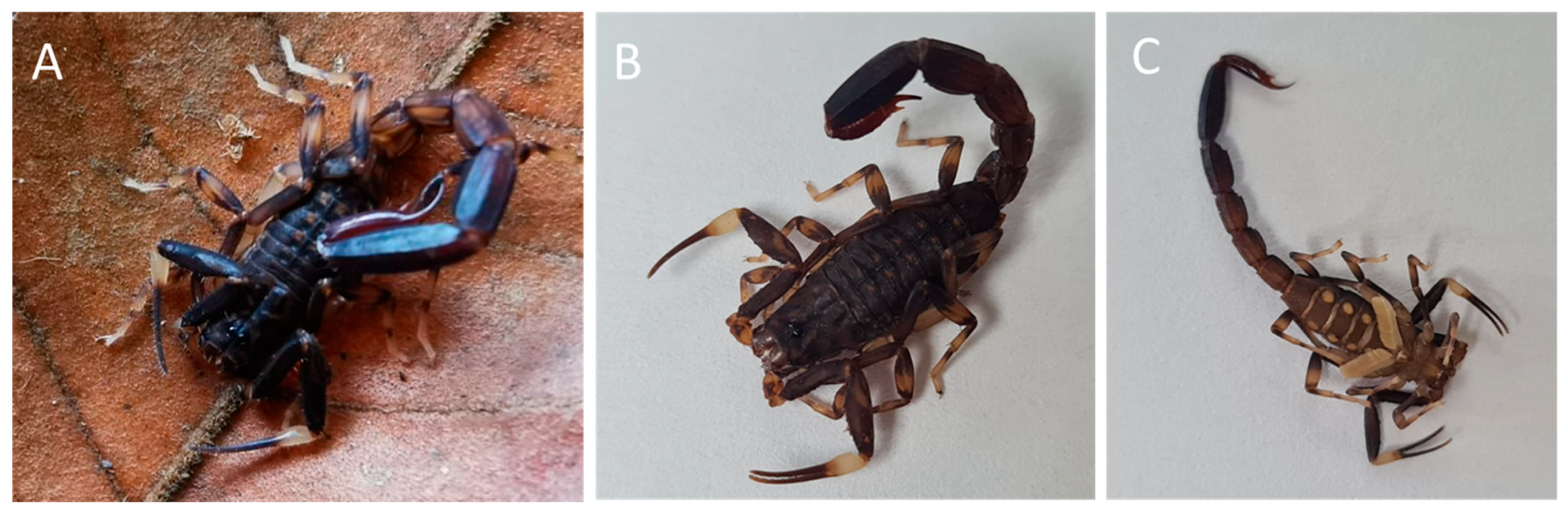 Toxins 16 00327 g001