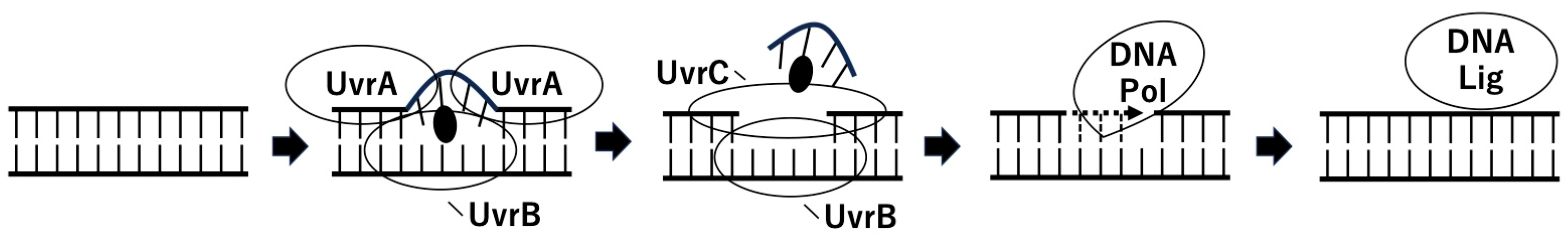 Toxins 16 00331 g001