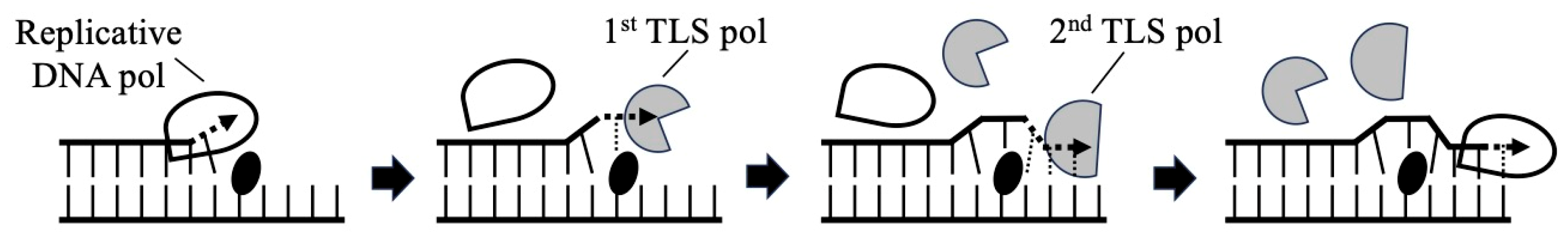 Toxins 16 00331 g002