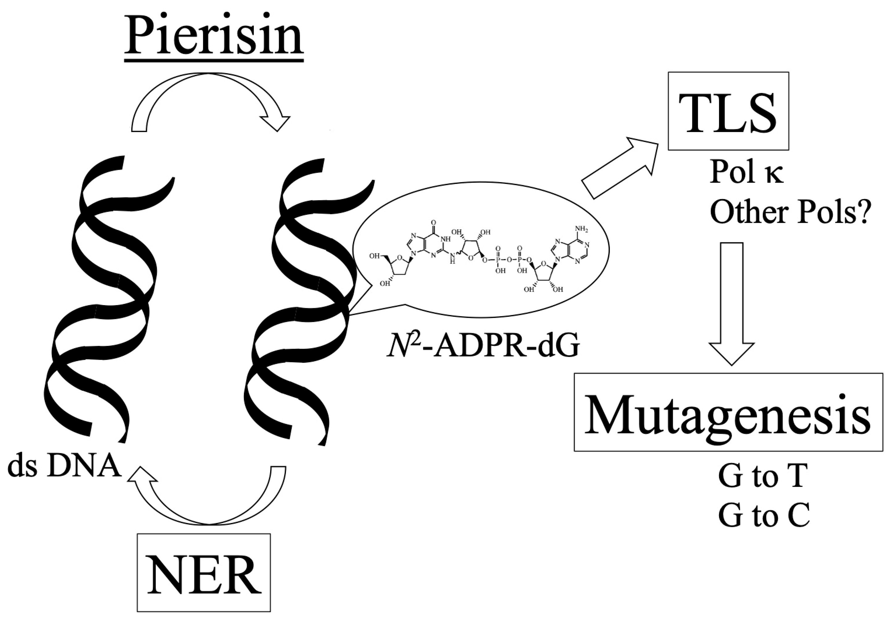 Toxins 16 00331 g004