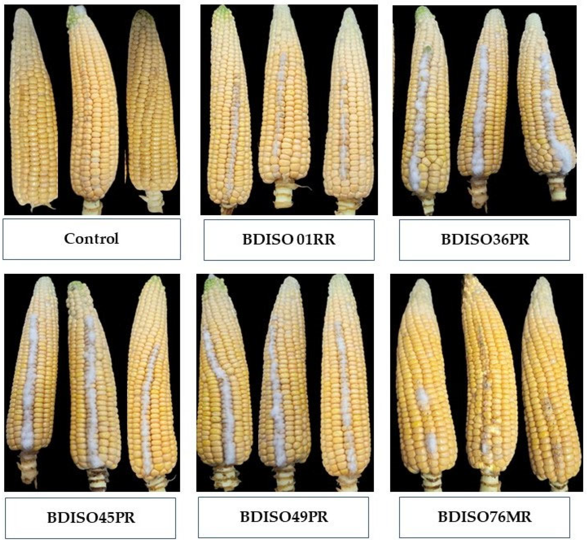 Toxins 16 00337 g001