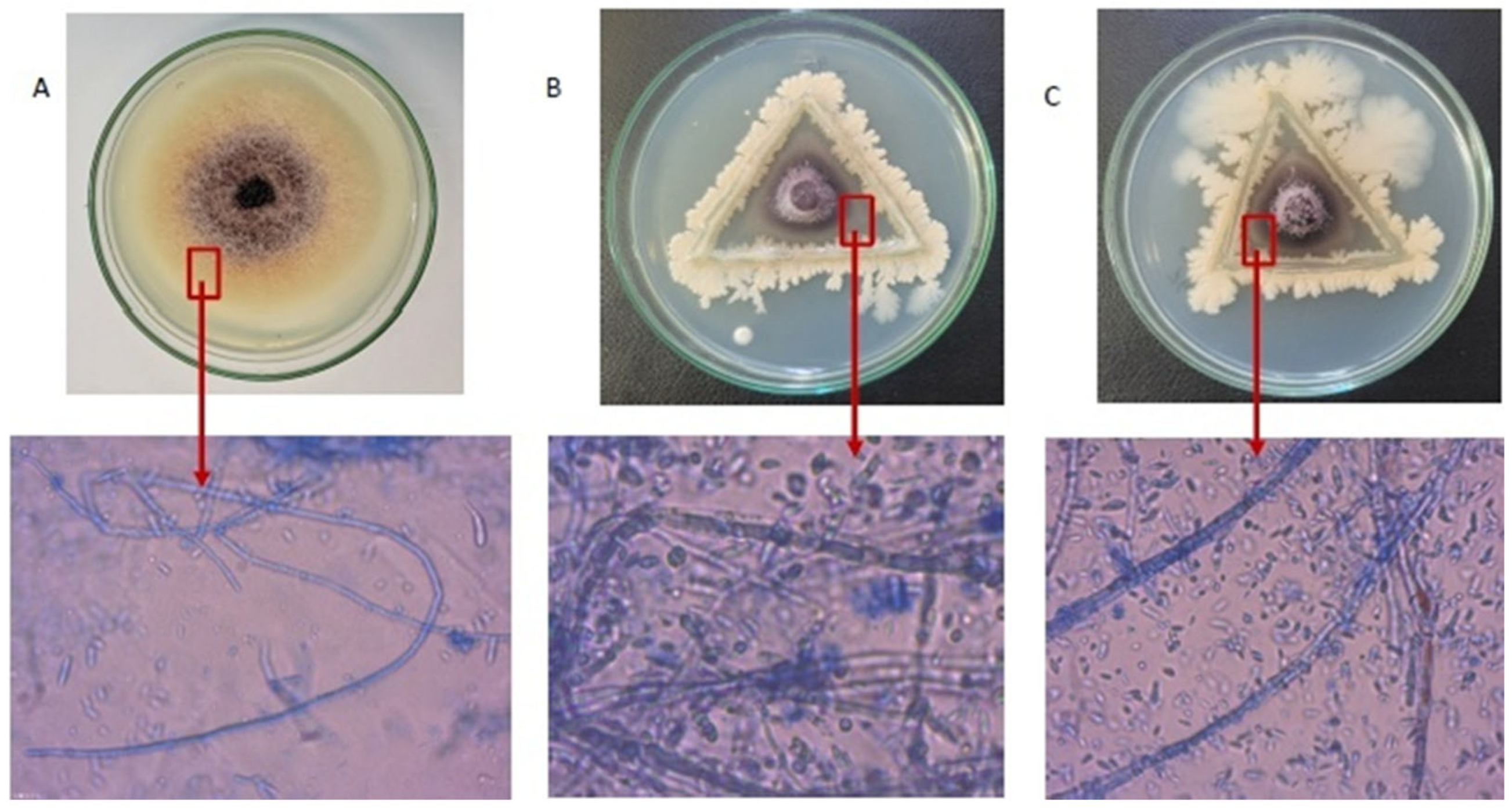 Toxins 16 00337 g002