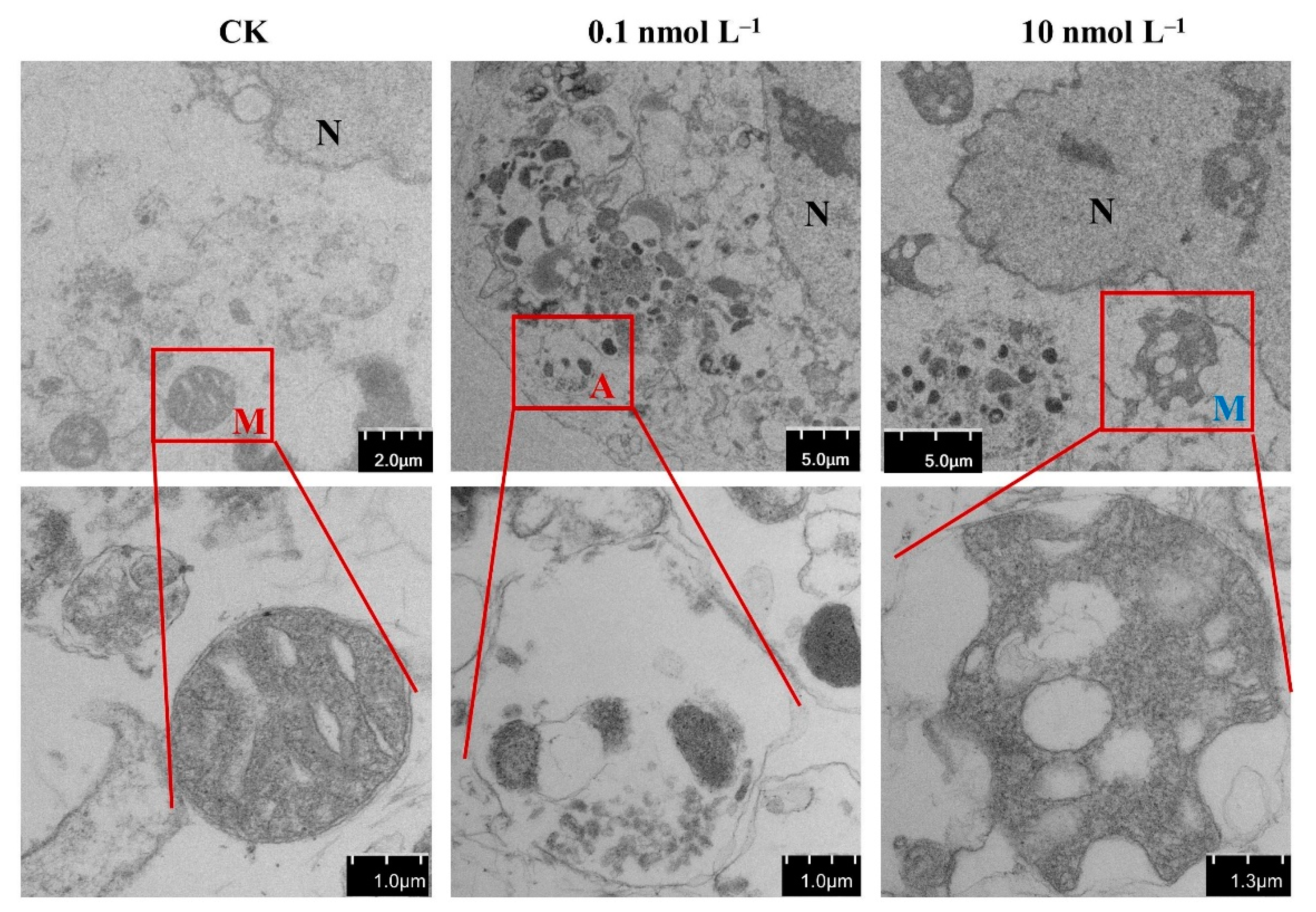Toxins 16 00381 g003