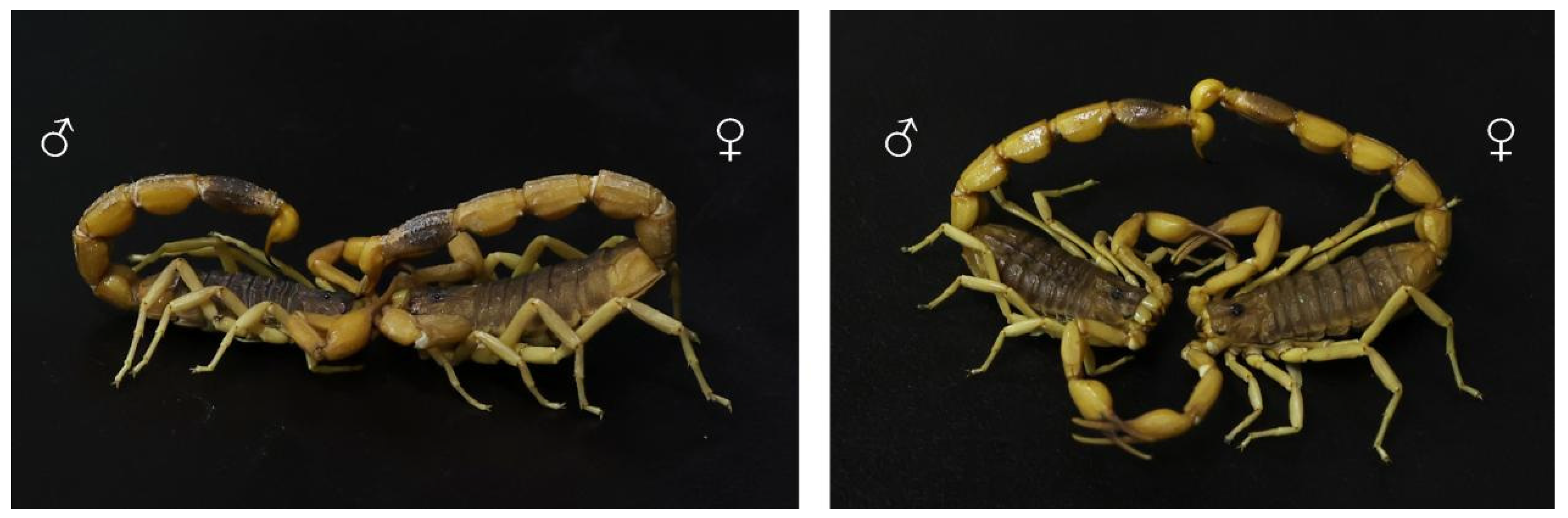 Toxins 16 00399 g006