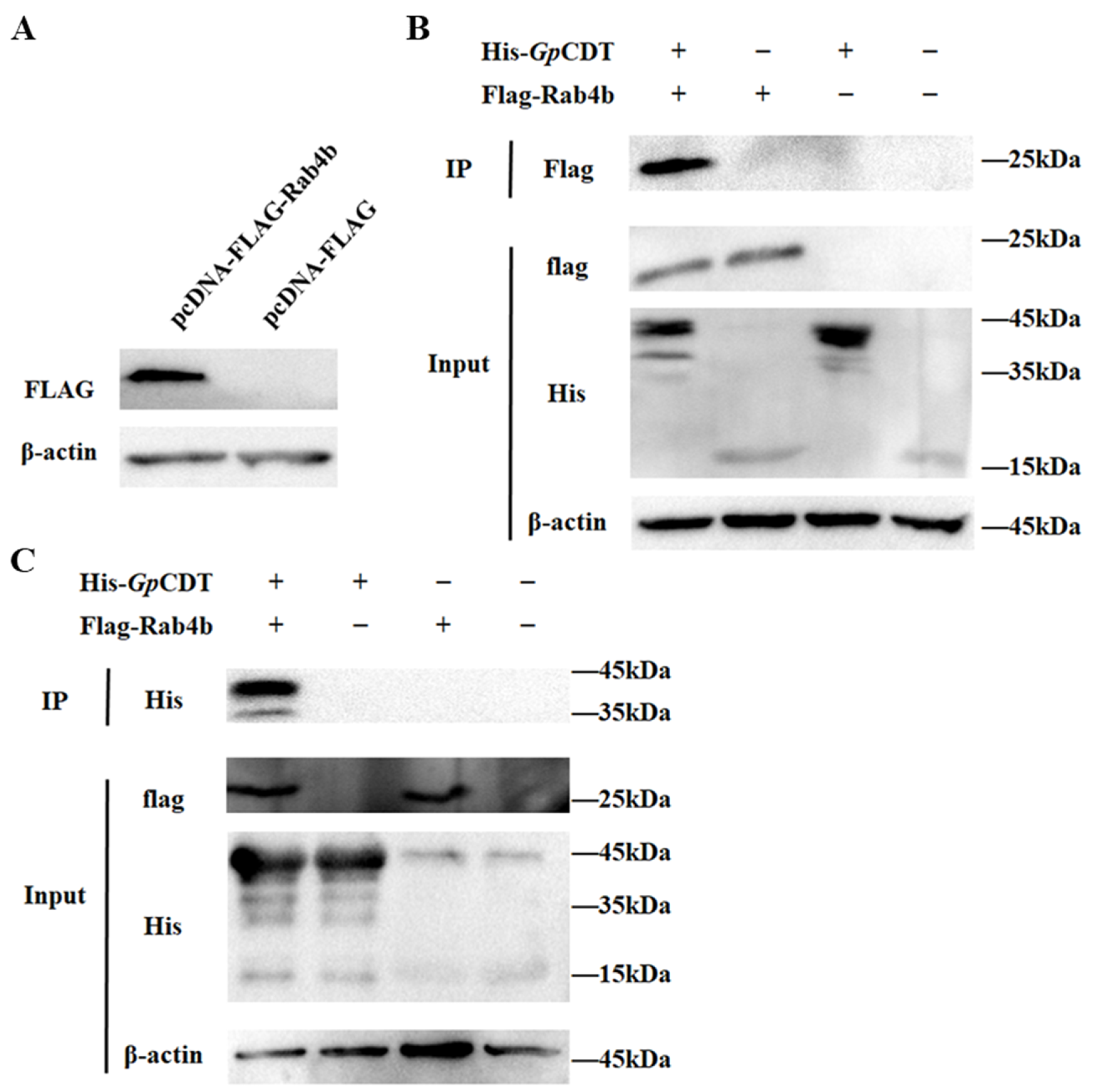 Toxins 16 00407 g004