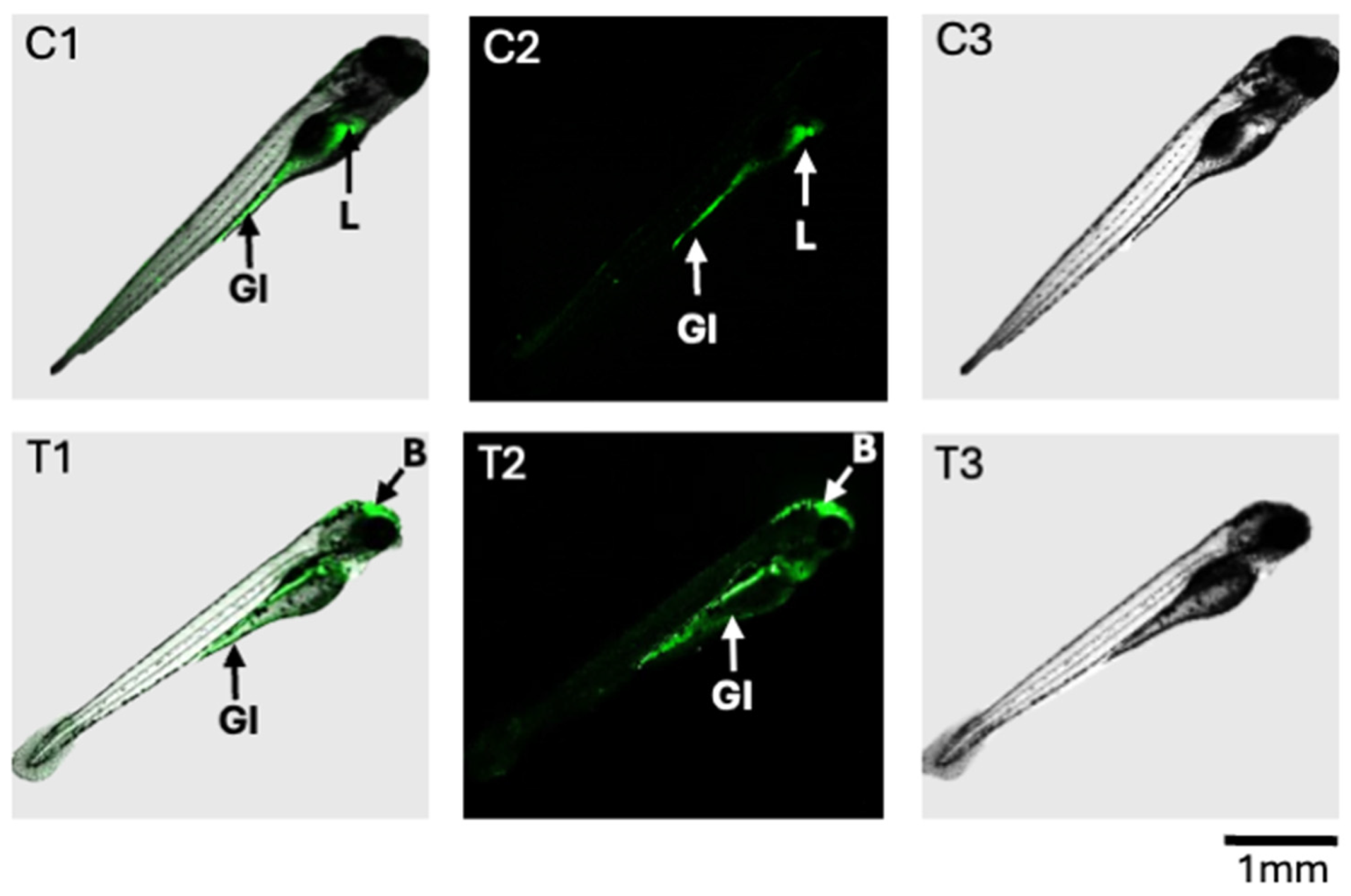 Toxins 16 00424 g005