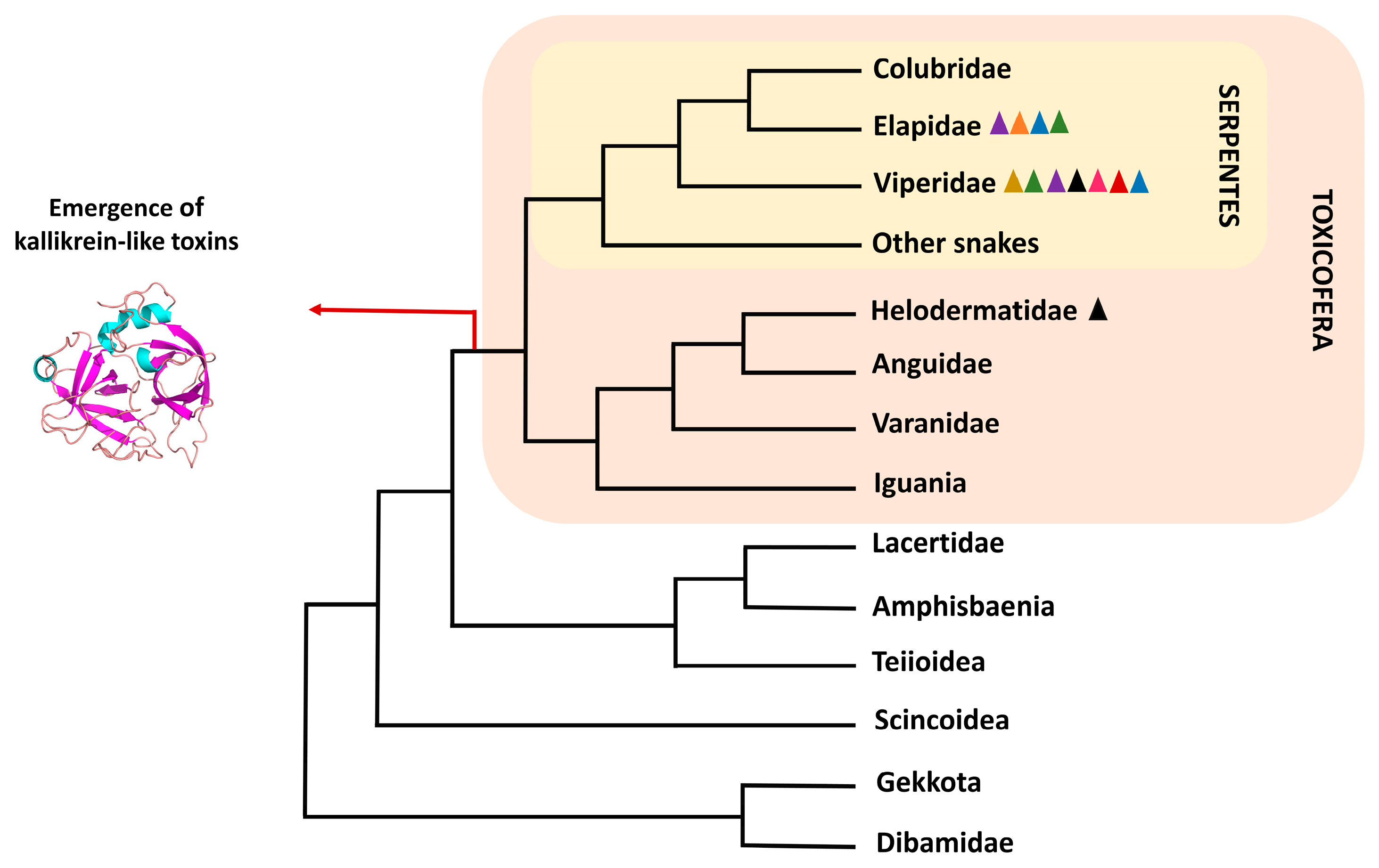 Toxins 16 00428 g001