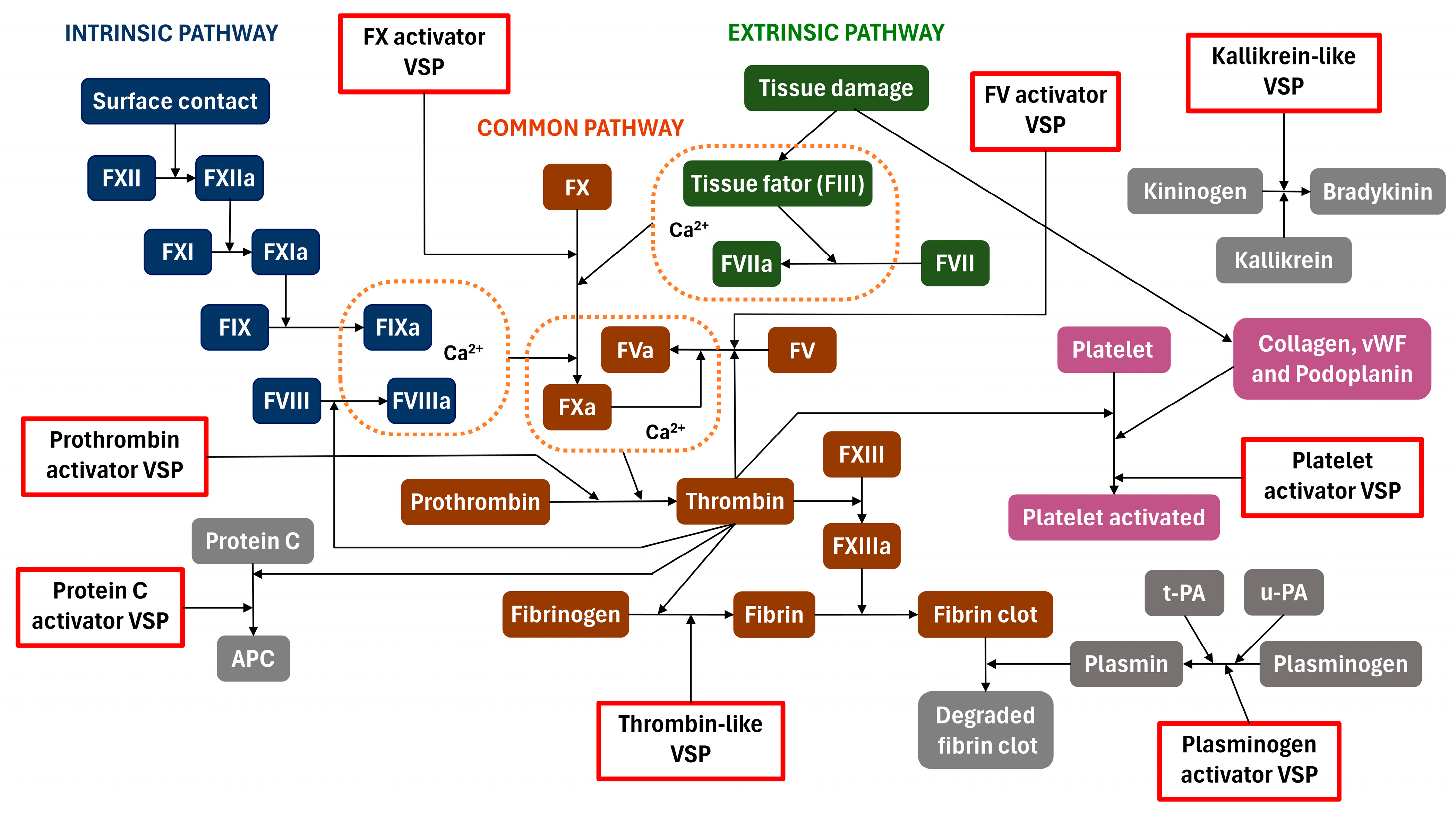 Toxins 16 00428 g003