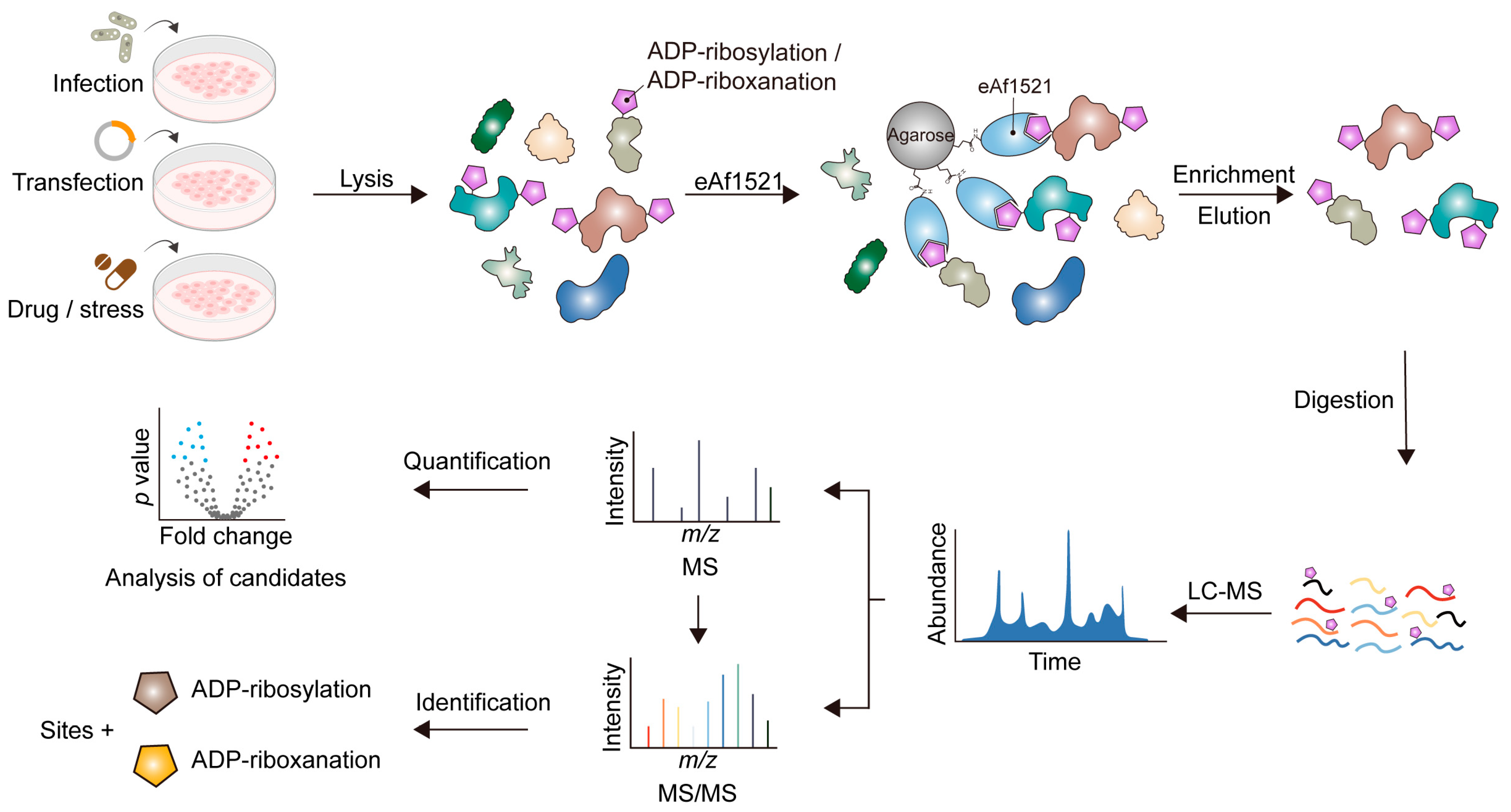 Toxins 16 00467 g003