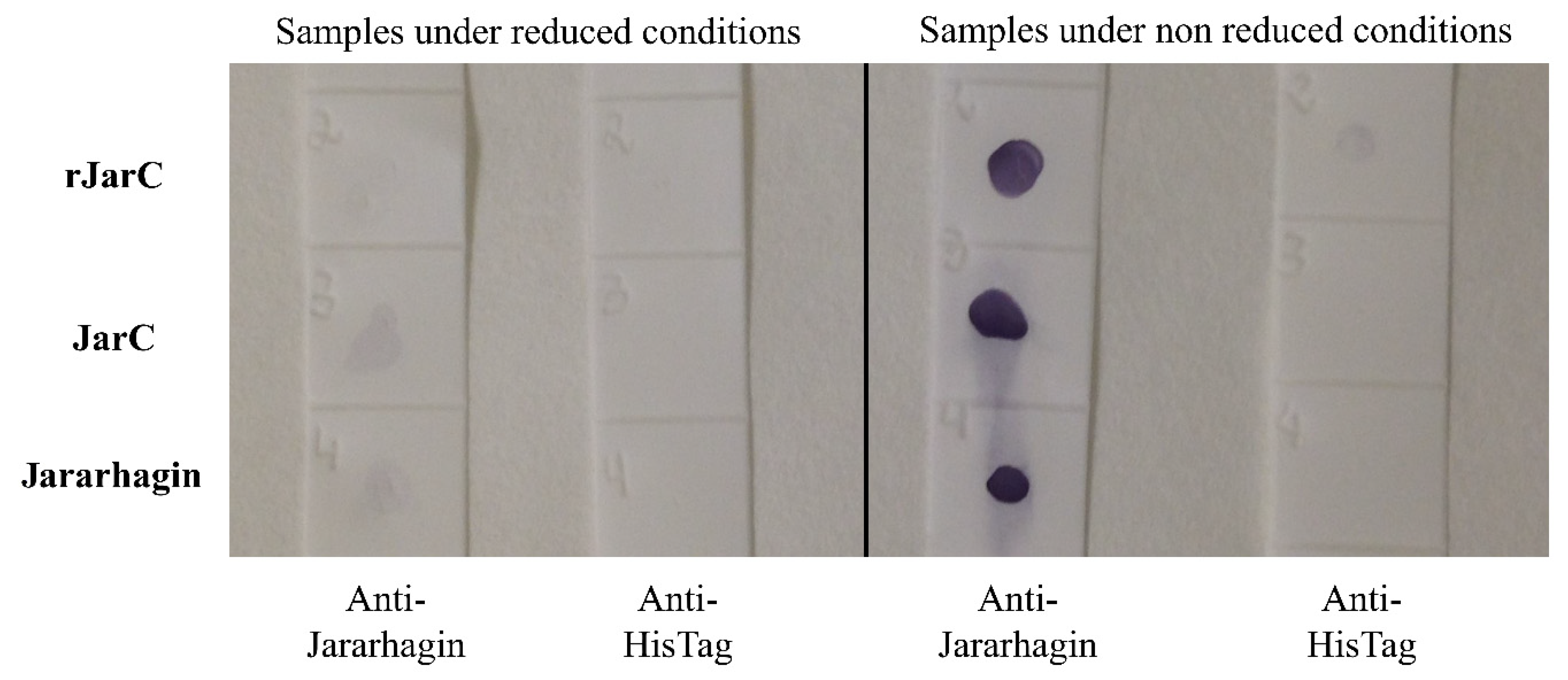 Toxins 16 00524 g003