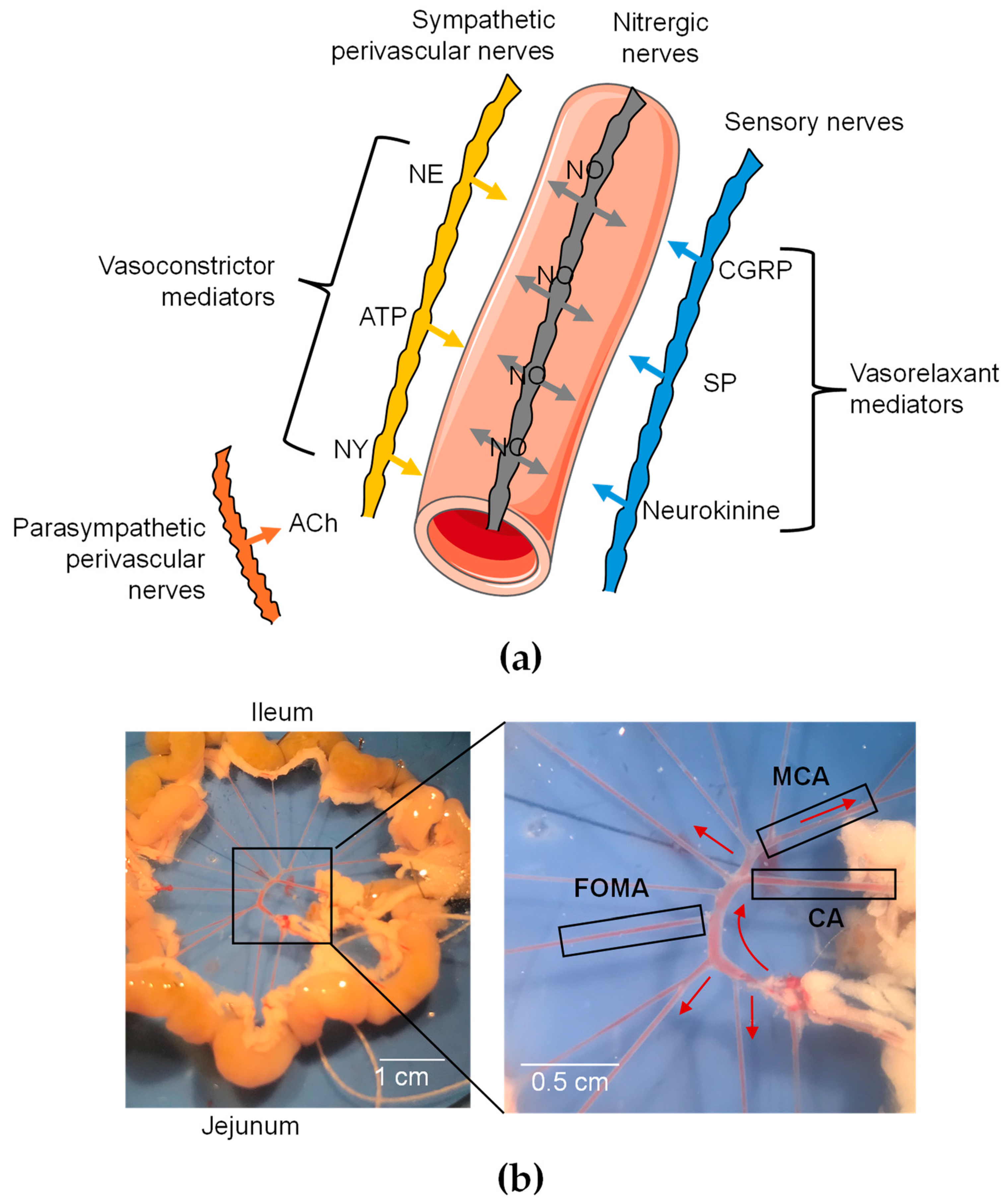 Toxins 16 00533 g001 Toxins 16 00533 g001