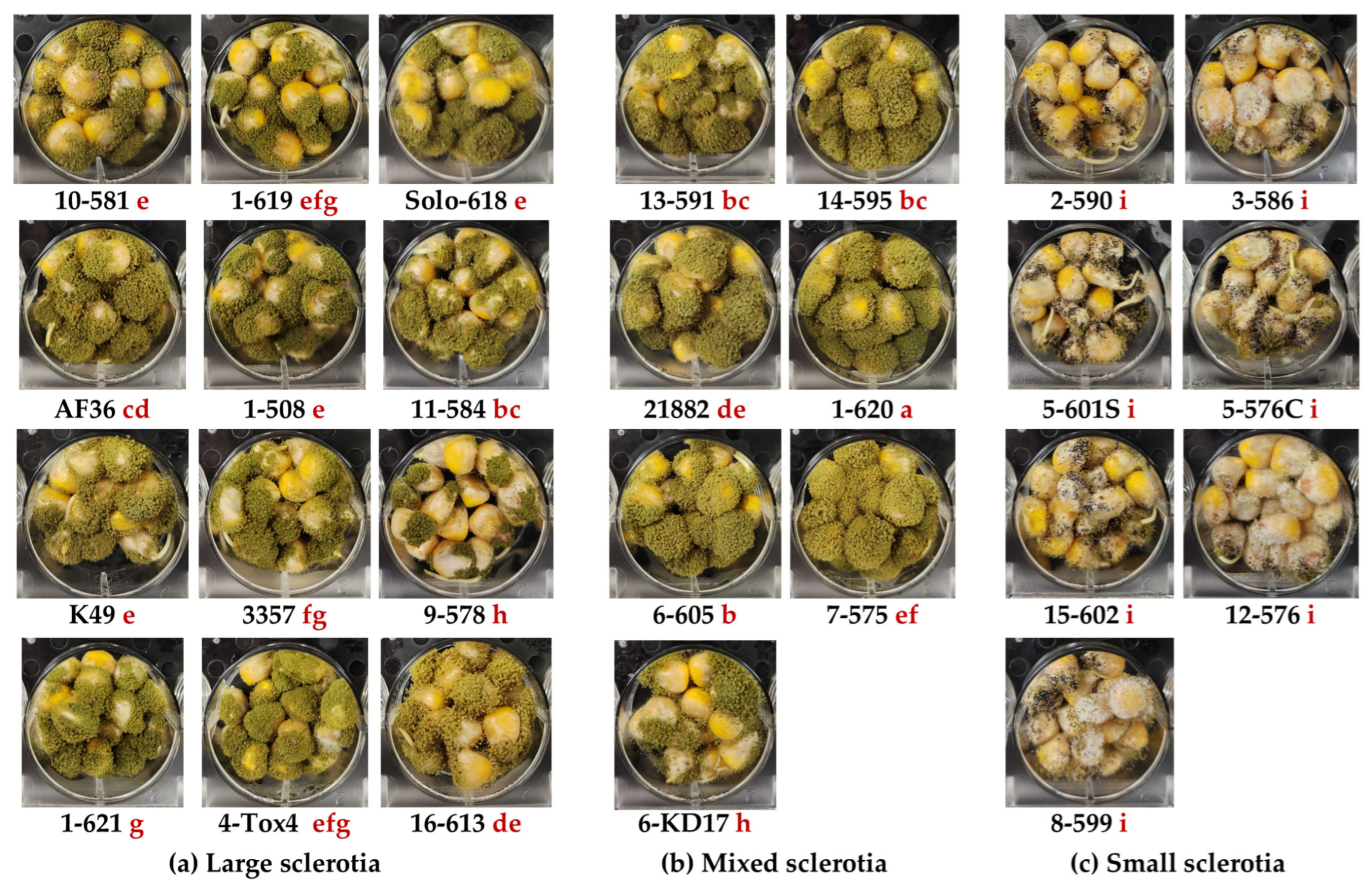 Toxins 16 00539 g004