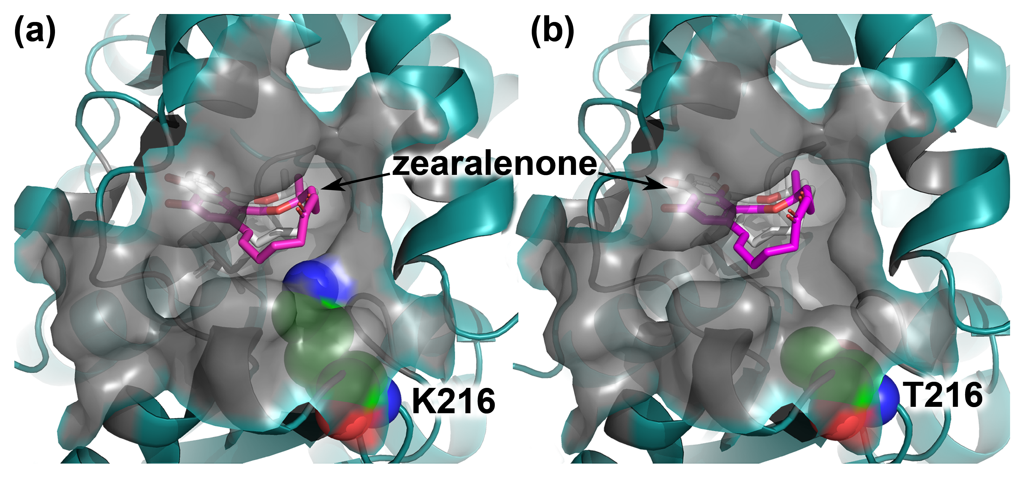 Toxins 16 00540 g004