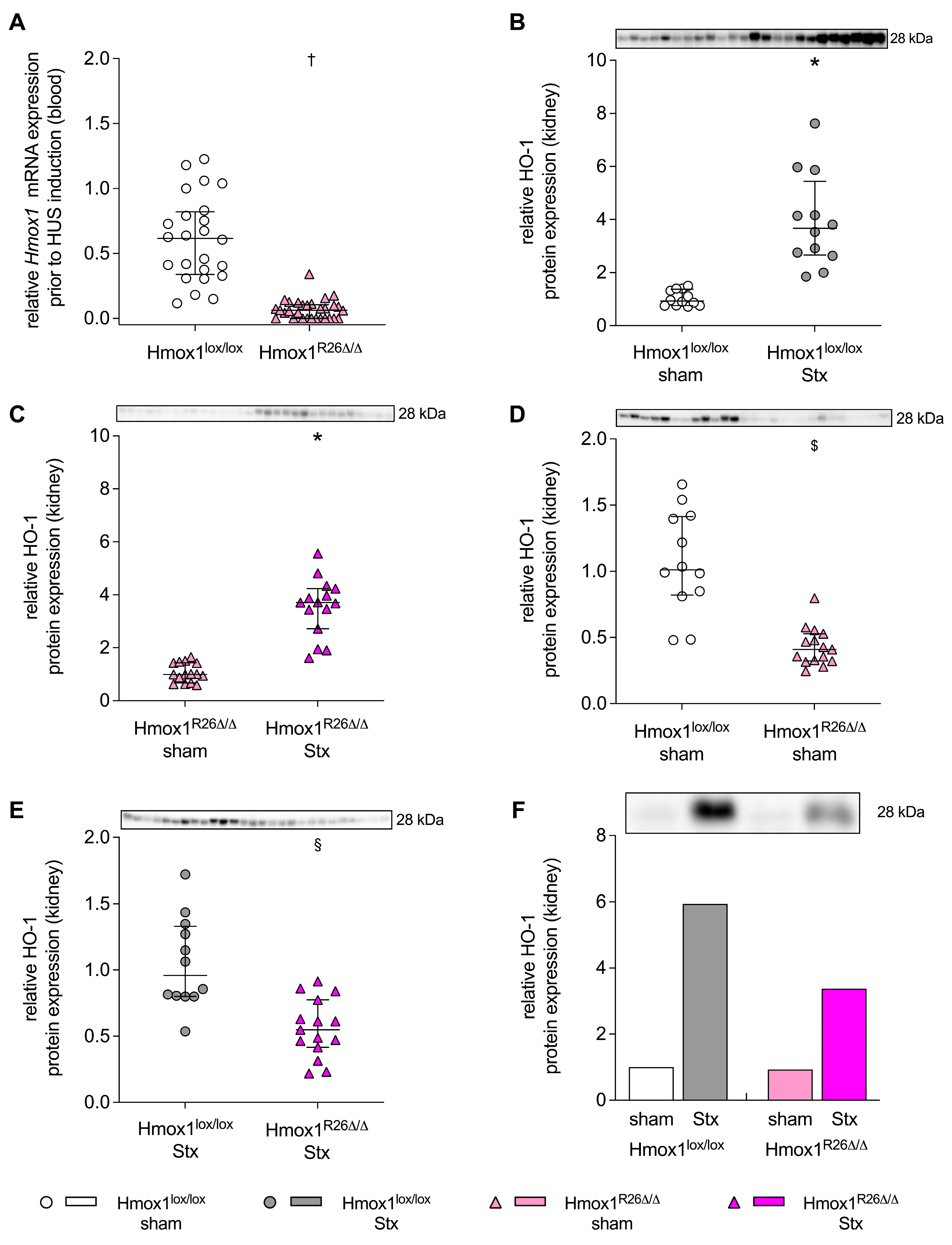 Toxins 16 00543 g001