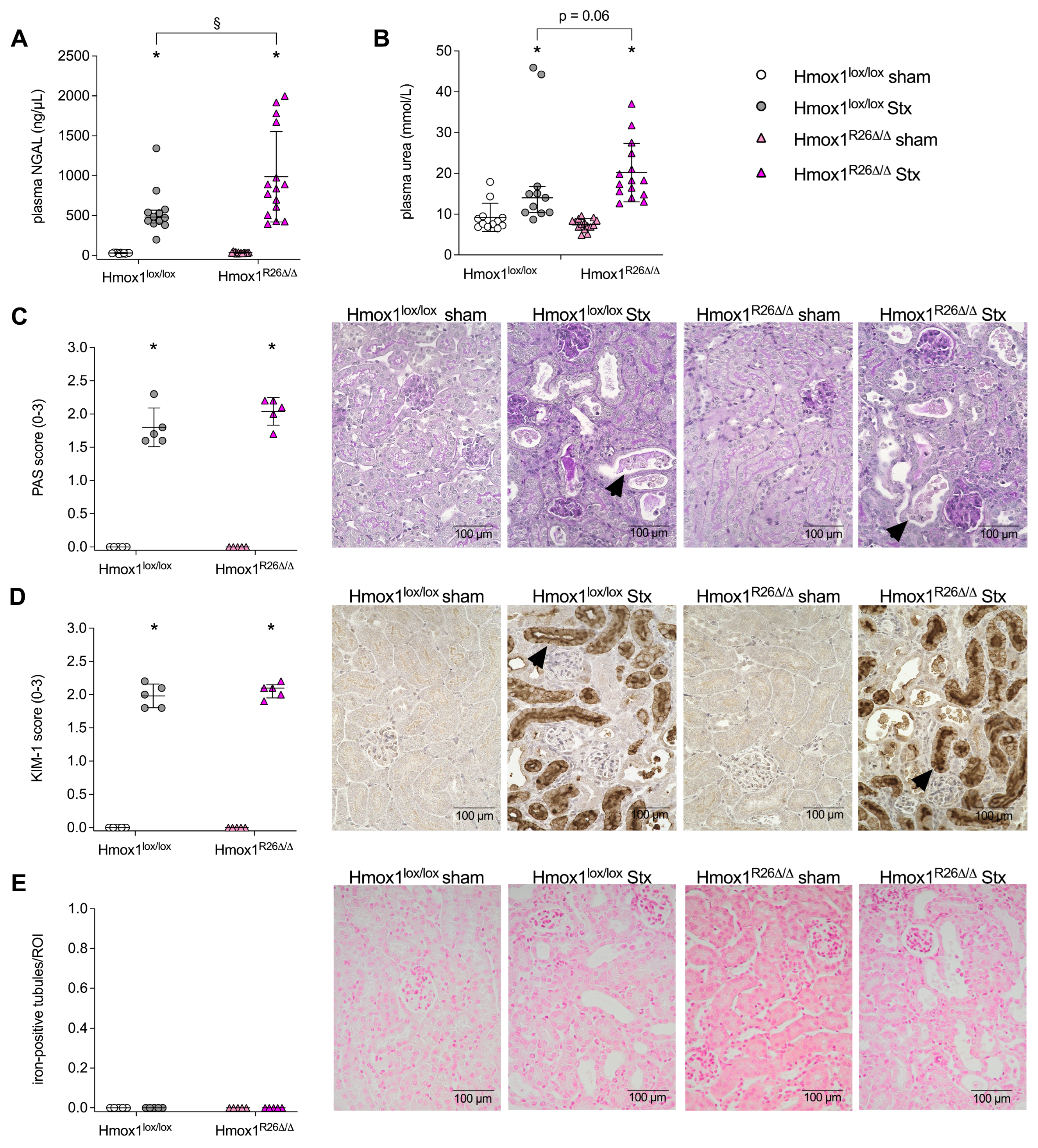 Toxins 16 00543 g003