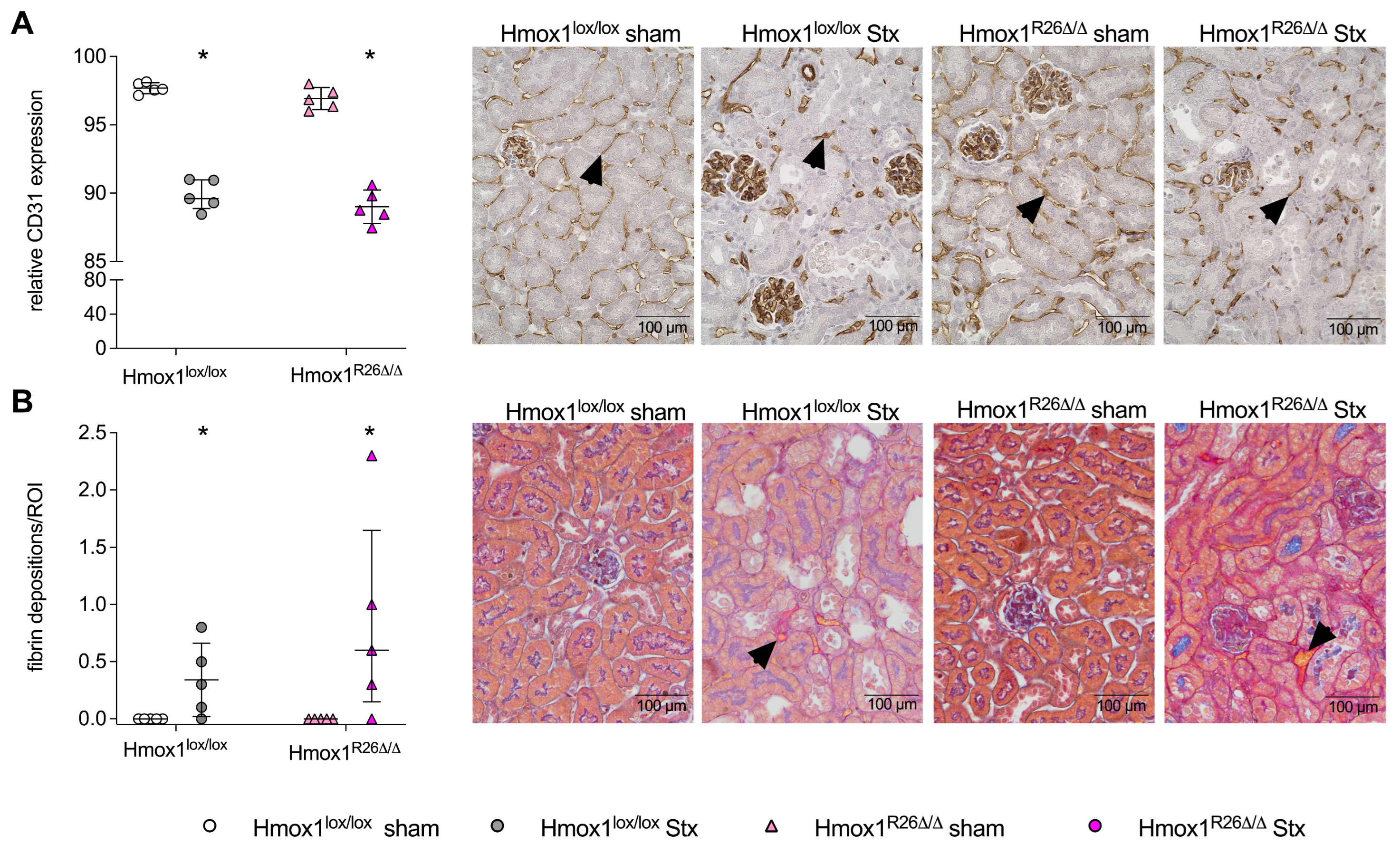 Toxins 16 00543 g004