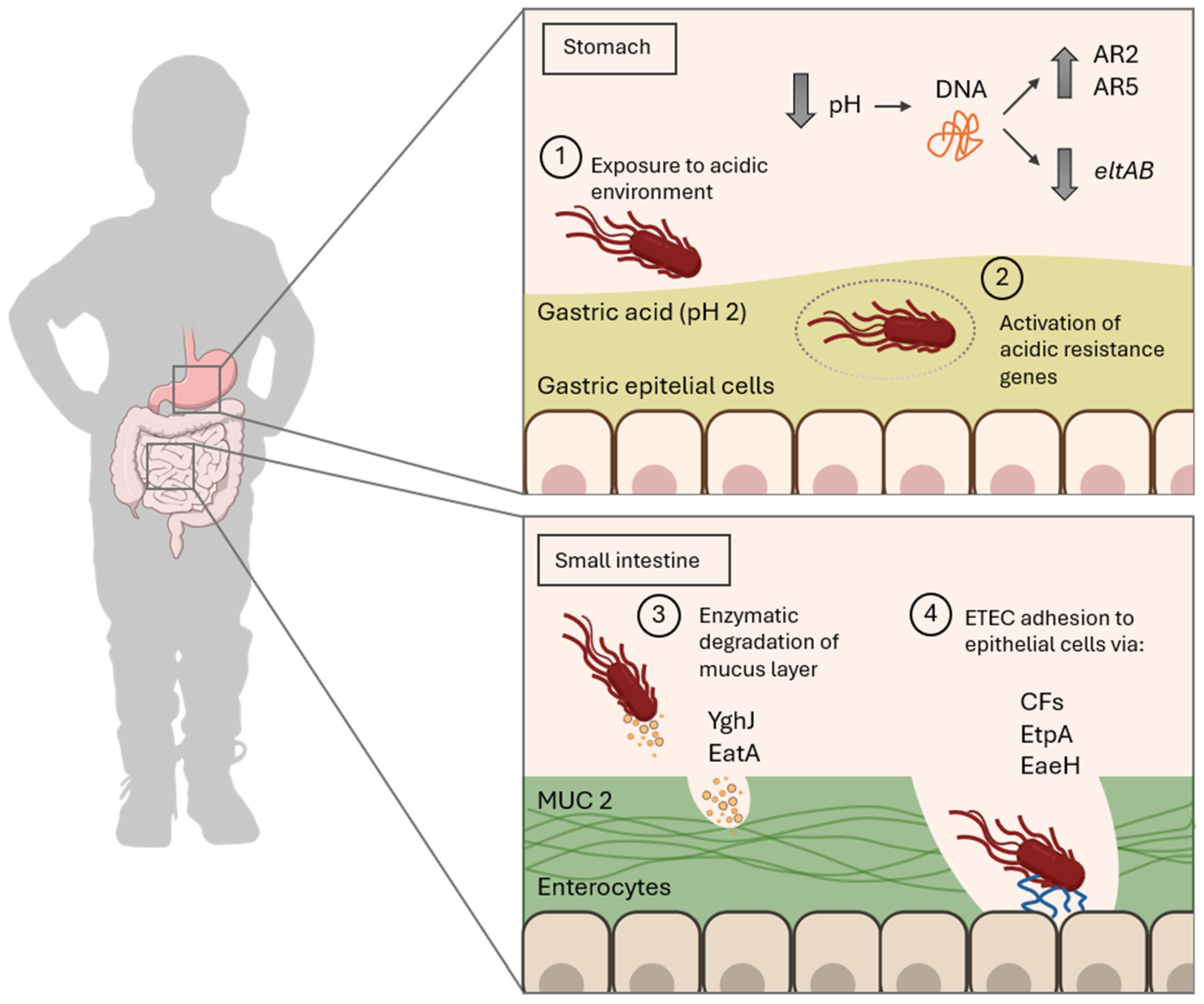 Toxins 17 00071 g001