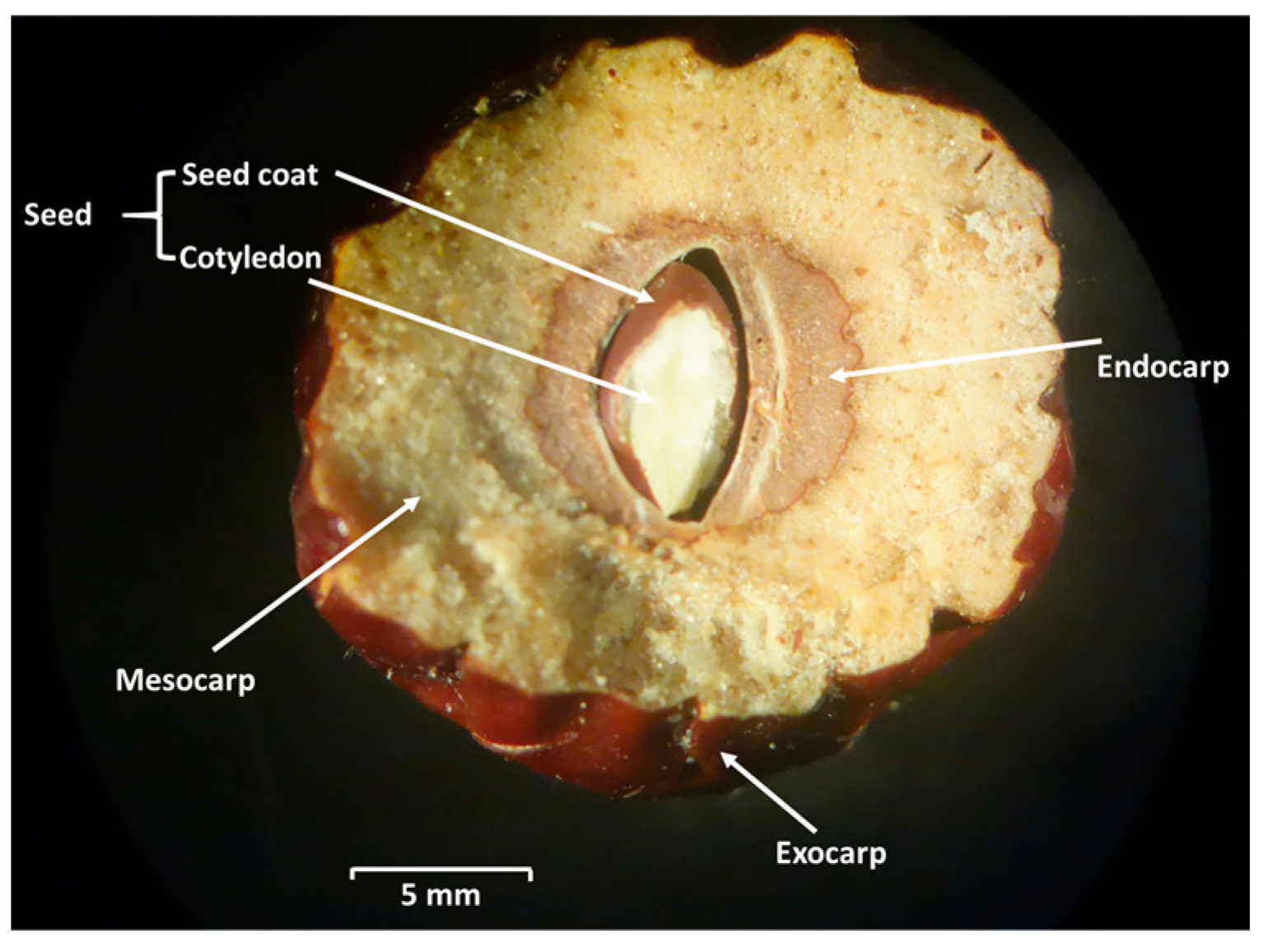 Toxins 17 00139 g002