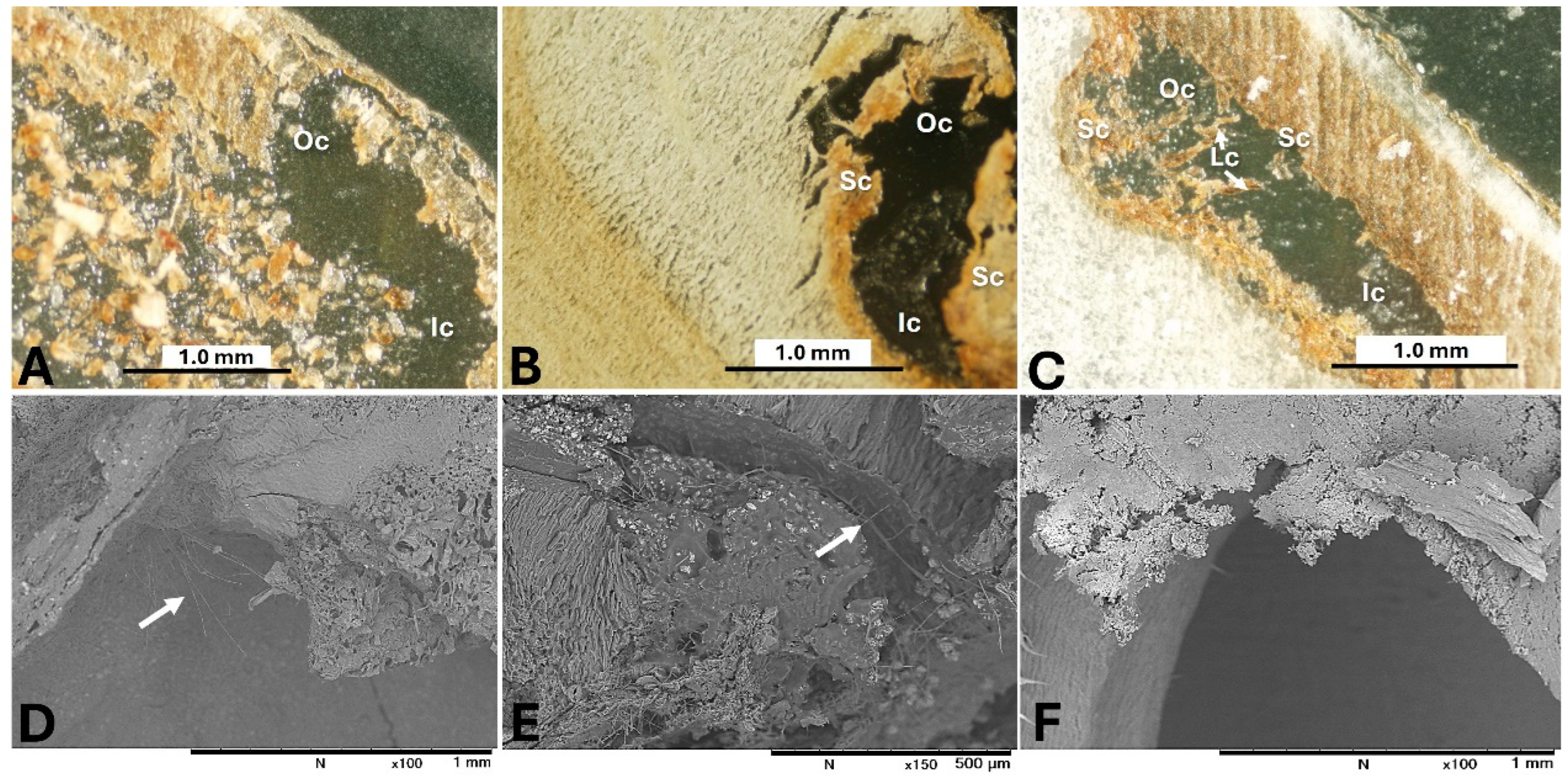 Toxins 17 00139 g008