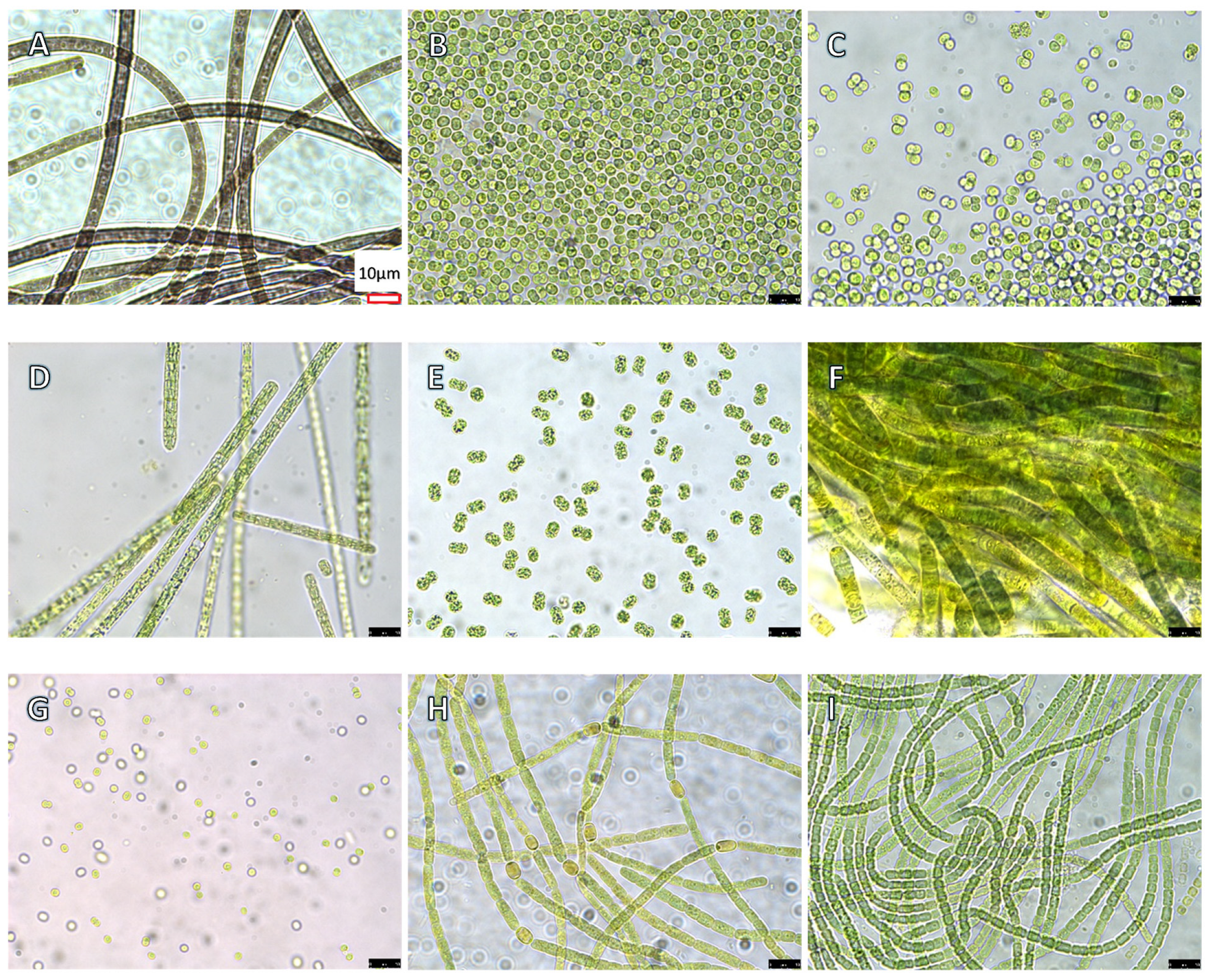 Toxins 17 00172 g001