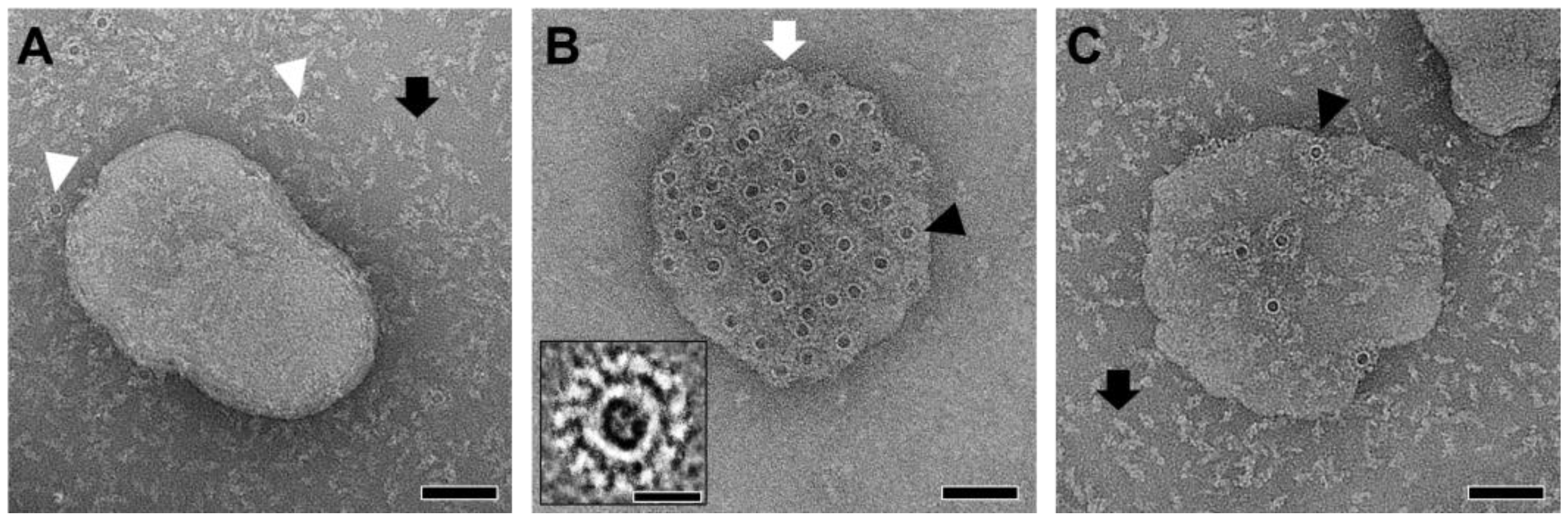 Toxins 17 00183 g005