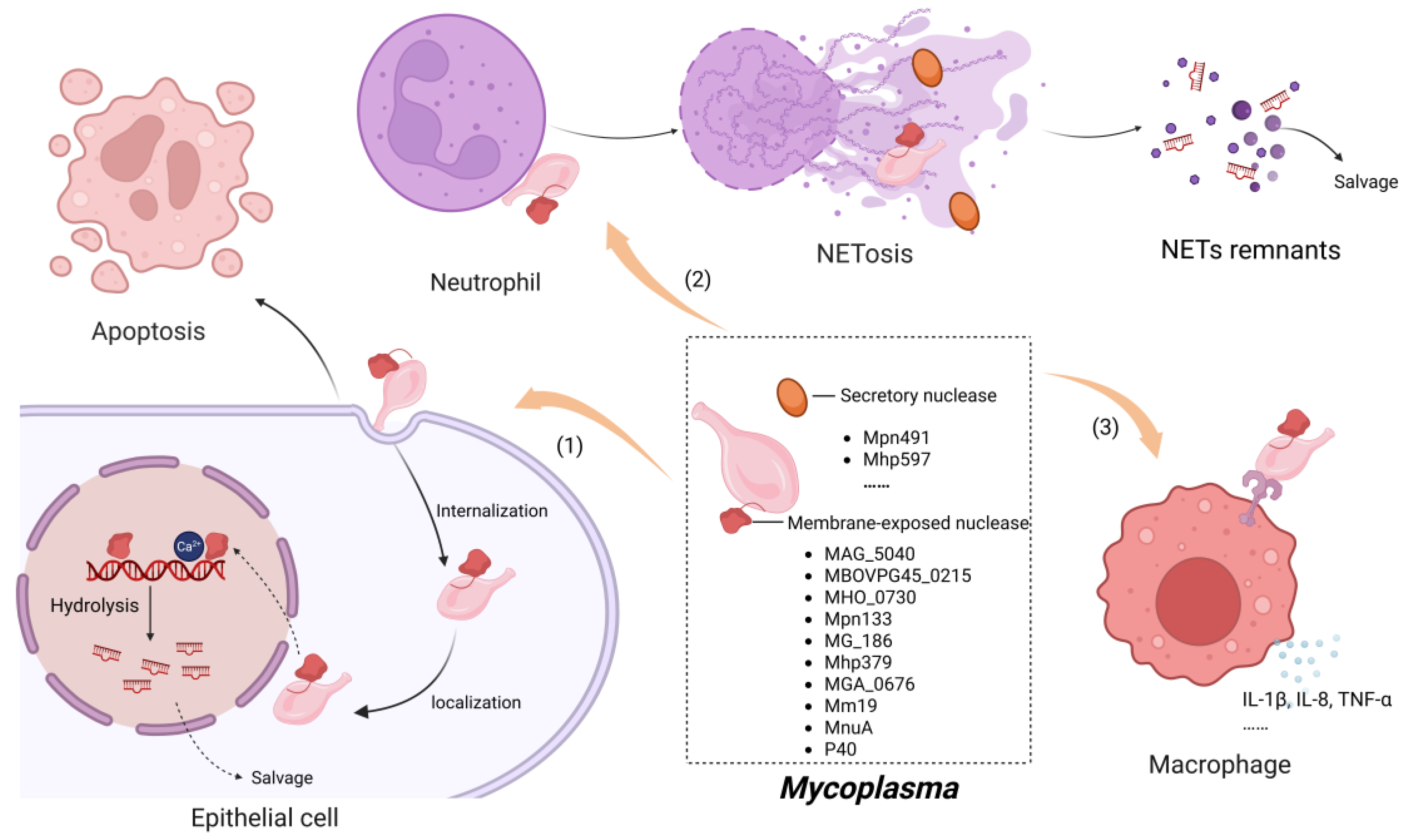 Toxins 17 00215 g005 Toxins 17 00215 g005