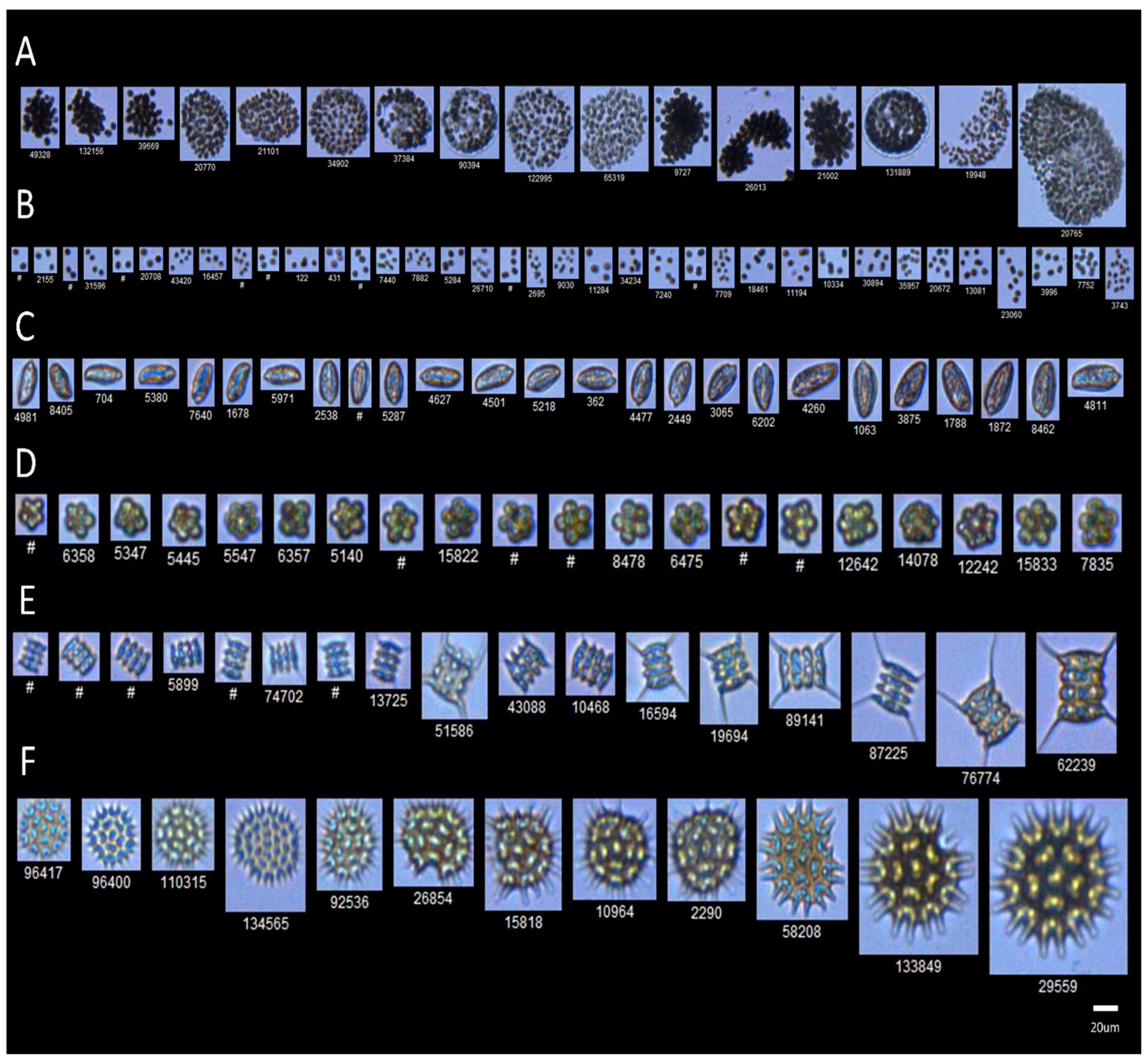 Toxins 17 00370 g012 Toxins 17 00370 g012