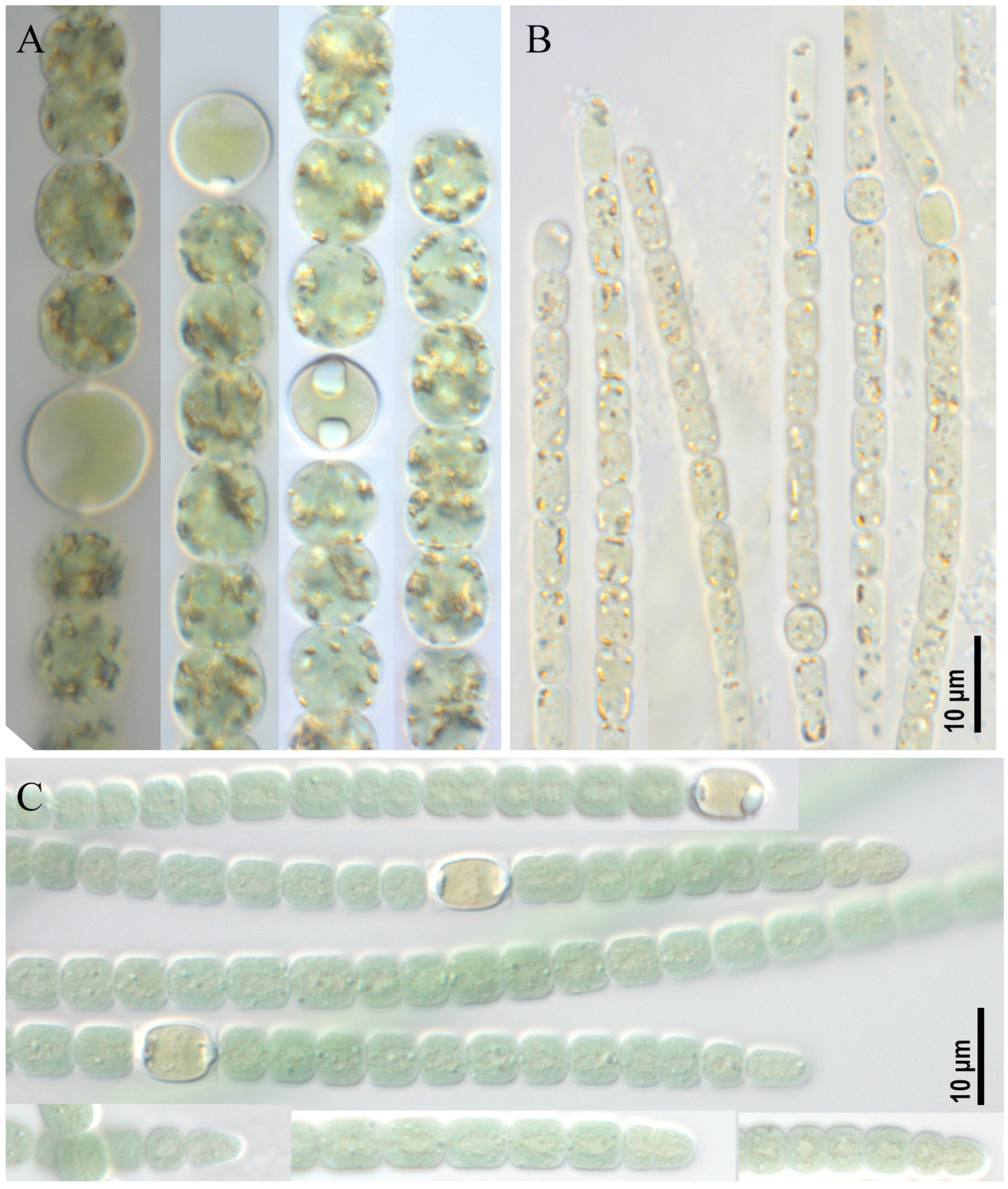 Toxins 17 00506 g001 Toxins 17 00506 g001