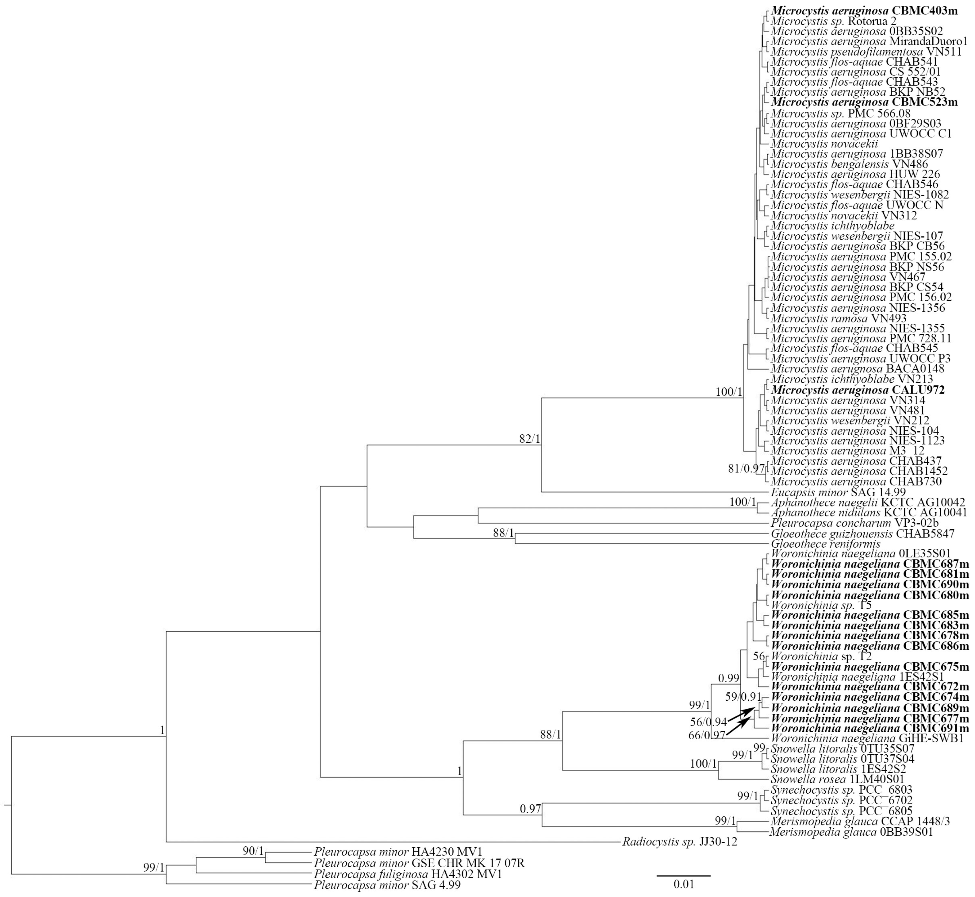 Toxins 17 00506 g007 Toxins 17 00506 g007
