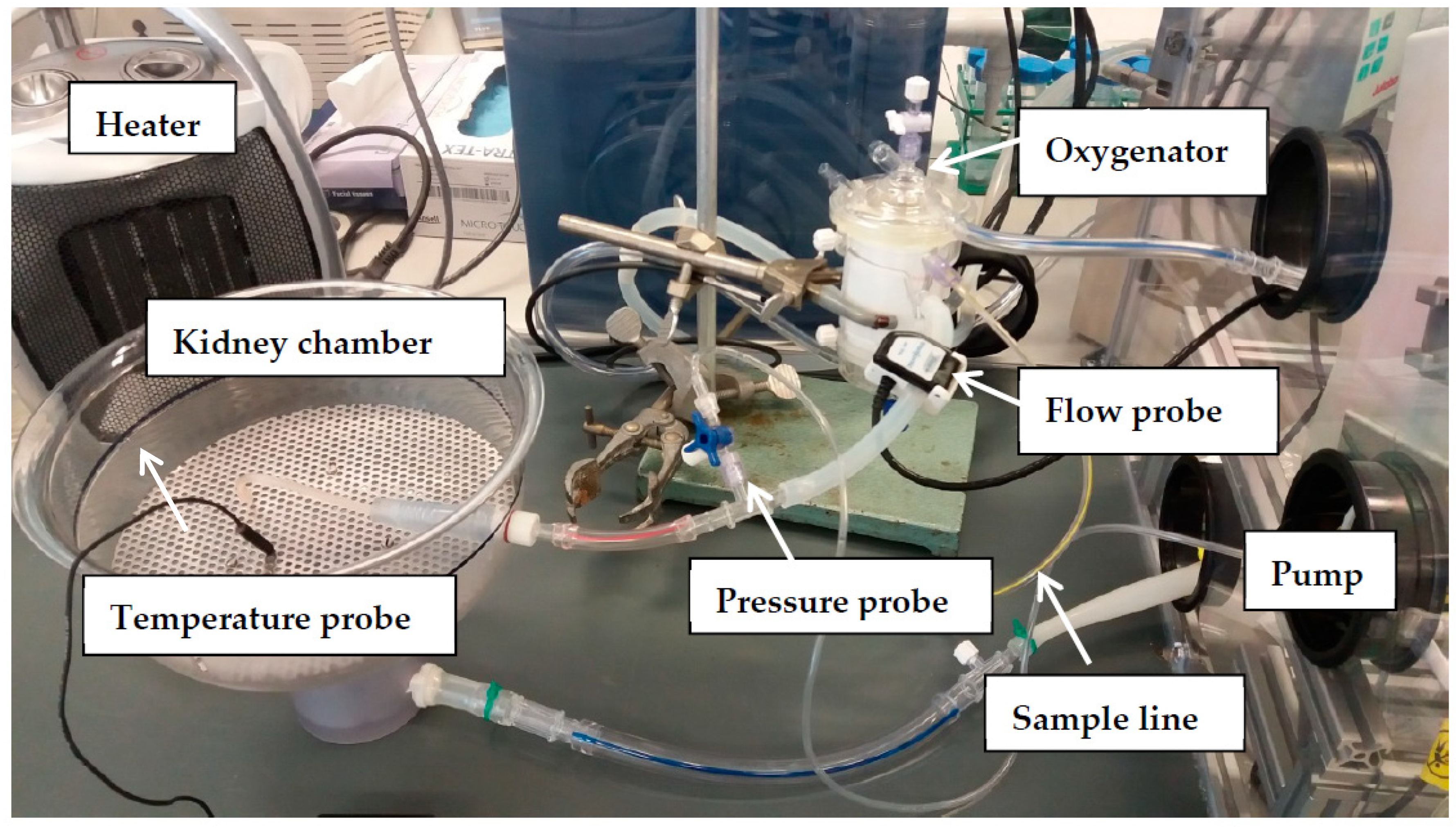 Transplantology 03 00002 g002