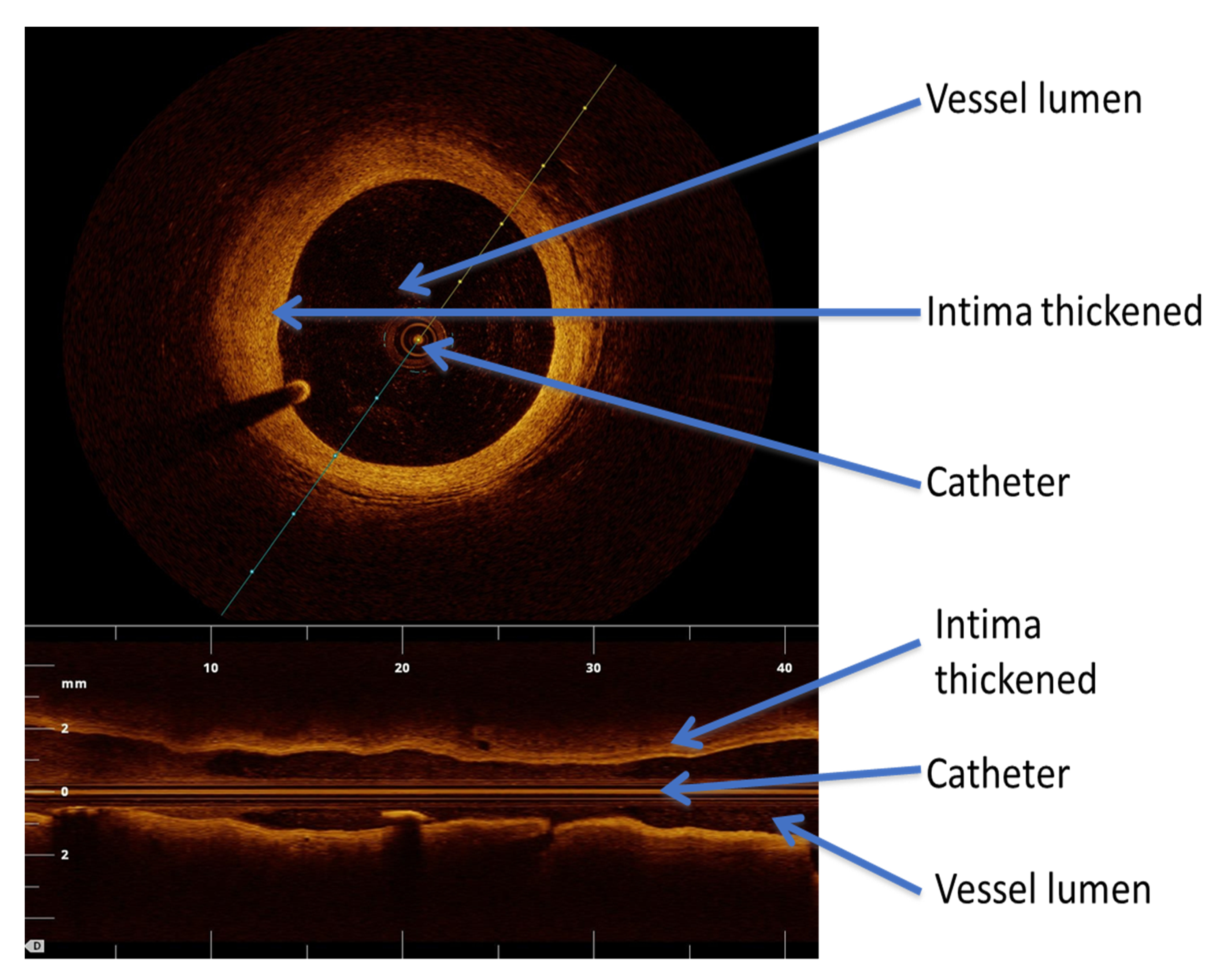 Transplantology 03 00025 g009 Transplantology 03 00025 g009
