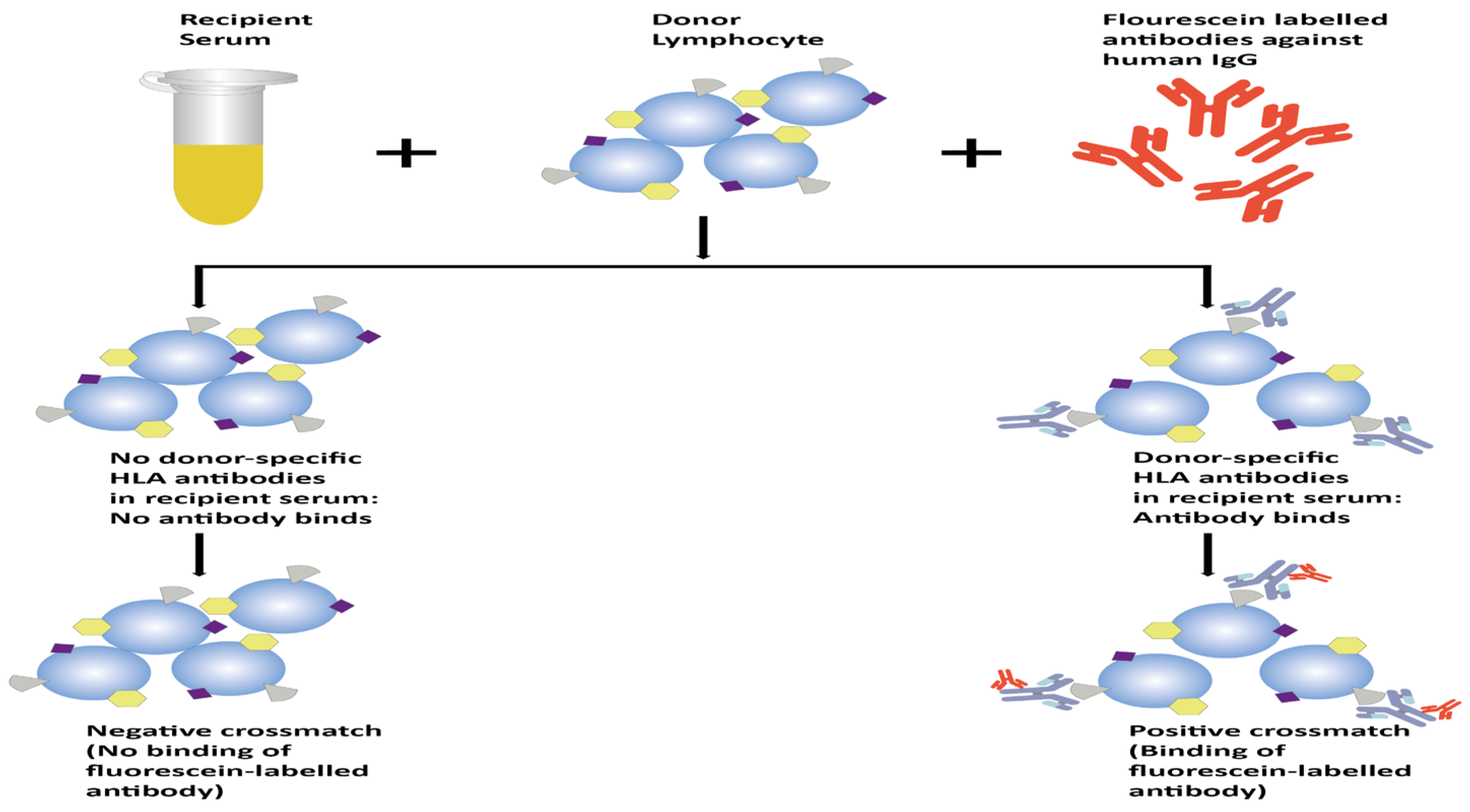 Transplantology 05 00009 g002