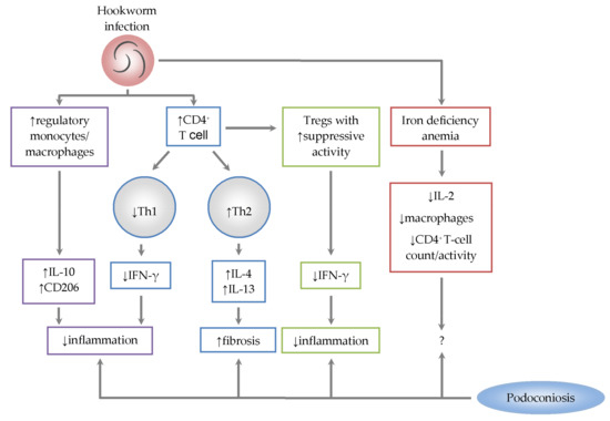 Hookworm Disease: Background, Pathophysiology, Etiology