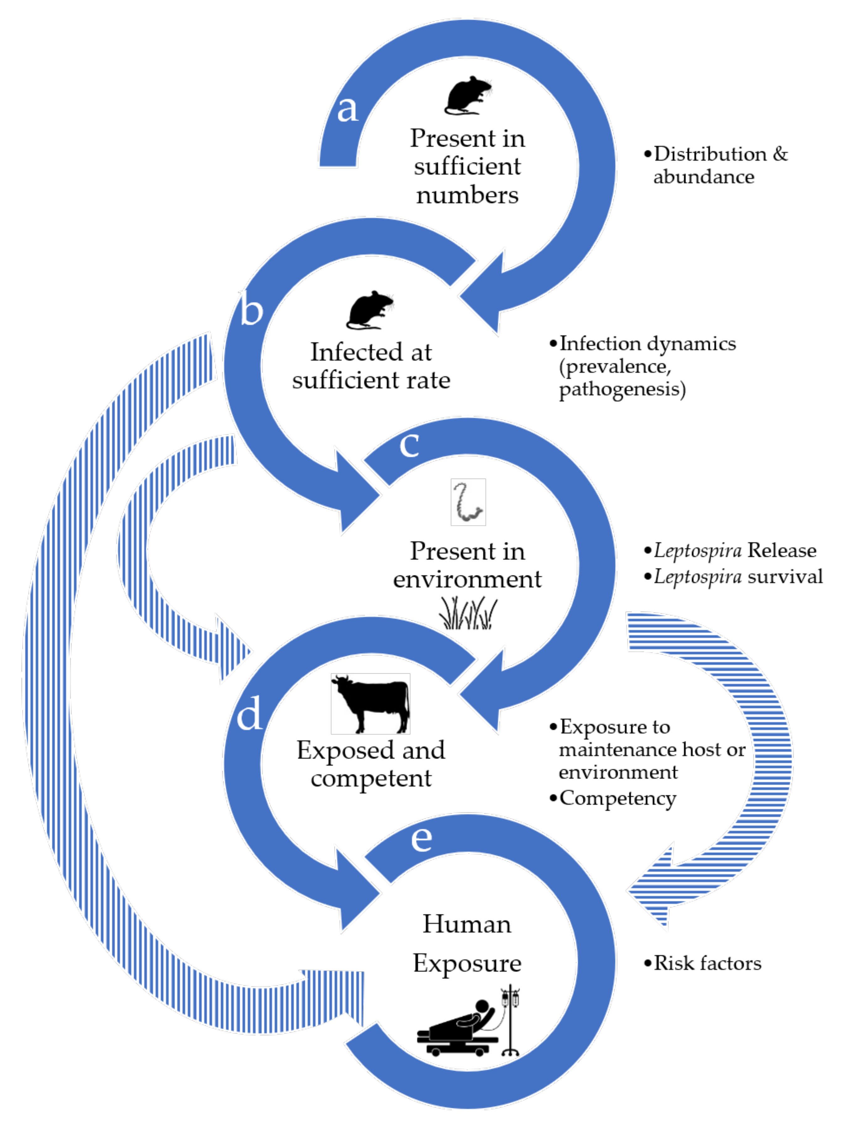 TropicalMed | Free Full-Text | Of Cattle, and Men: A Review of the Eco-Epidemiology of Leptospira borgpetersenii Serovar Ballum | HTML