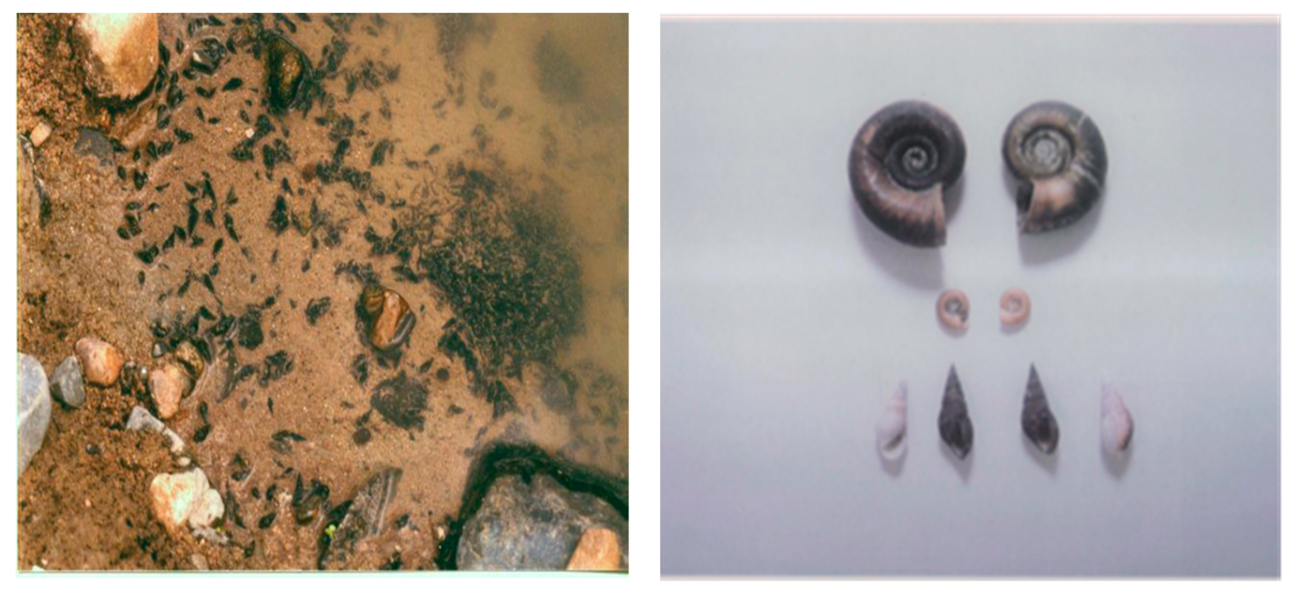 Tropicalmed 07 00055 g005 Tropicalmed 07 00055 g005