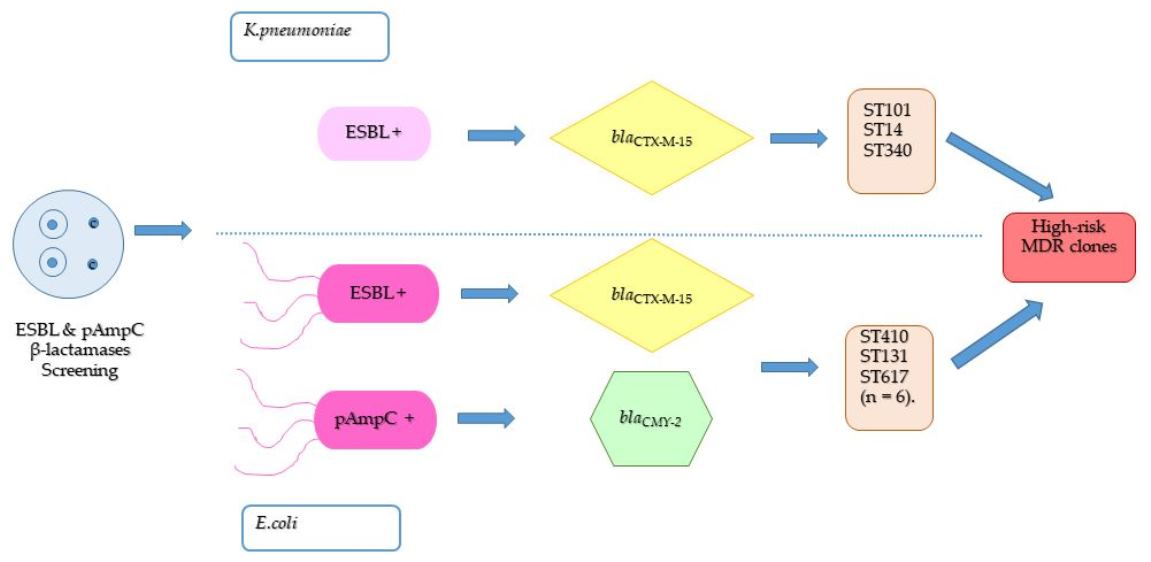 TropicalMed Free Full Text Molecular Epidemiological   Tropicalmed 07 00245 Ag 