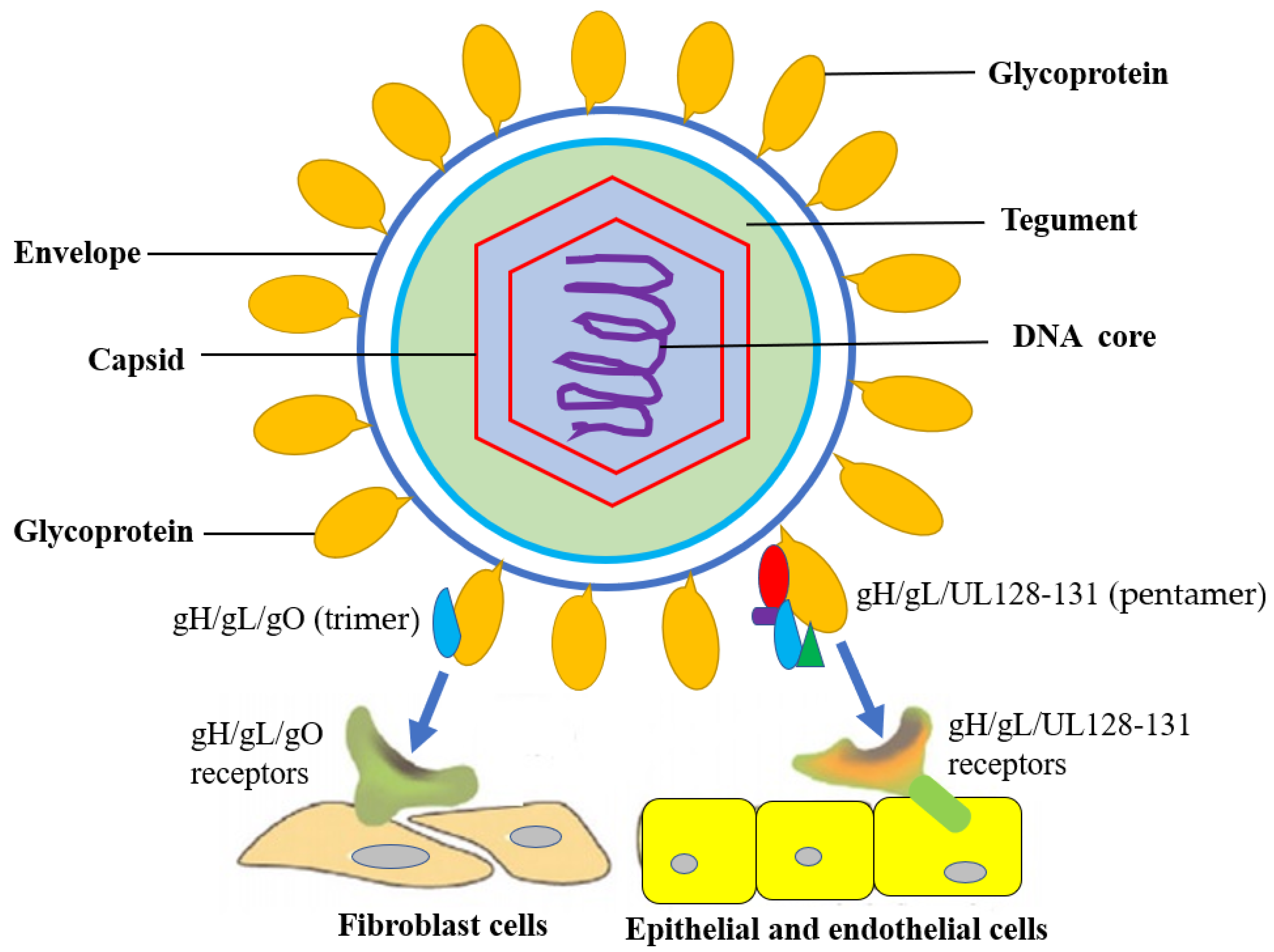 A Unique Role of the Human Cytomegalovirus Small Capsid Protein in