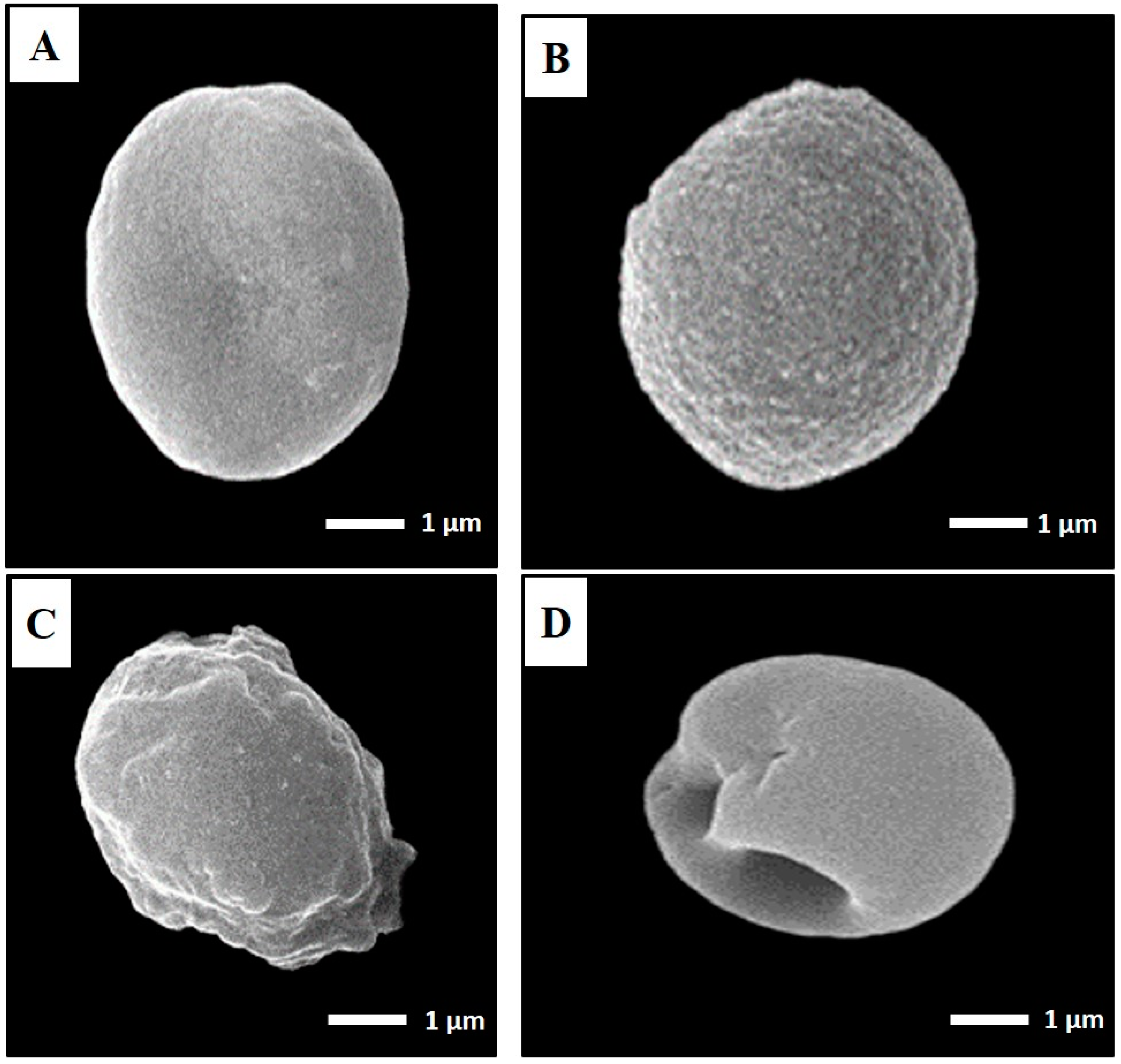 Tropicalmed 08 00106 g005