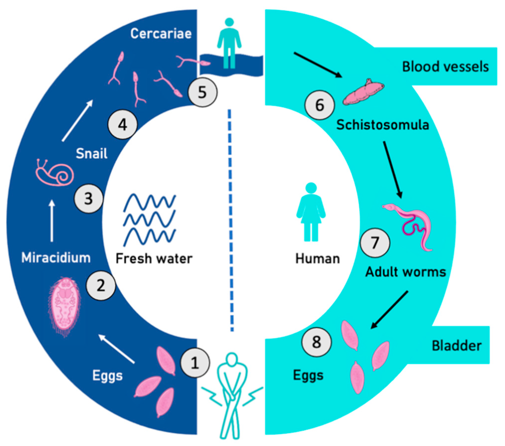 life cycle of schistosomiasis parasite