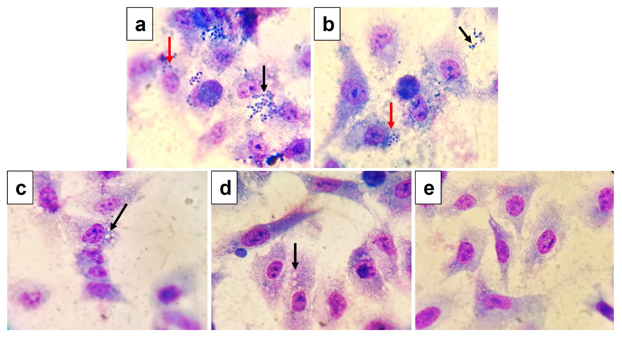 Tropicalmed 08 00401 g004 Tropicalmed 08 00401 g004