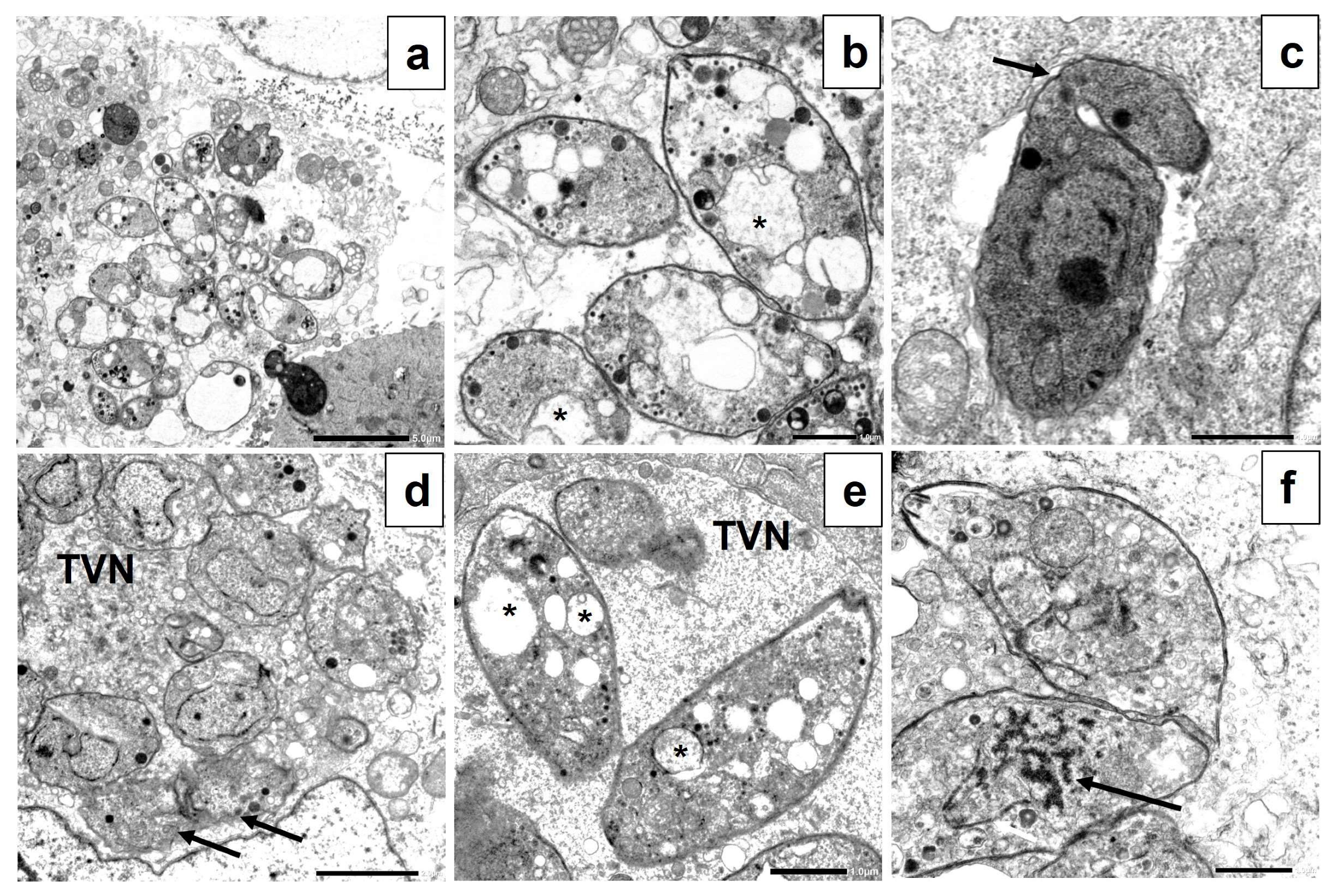 Tropicalmed 08 00401 g007 Tropicalmed 08 00401 g007