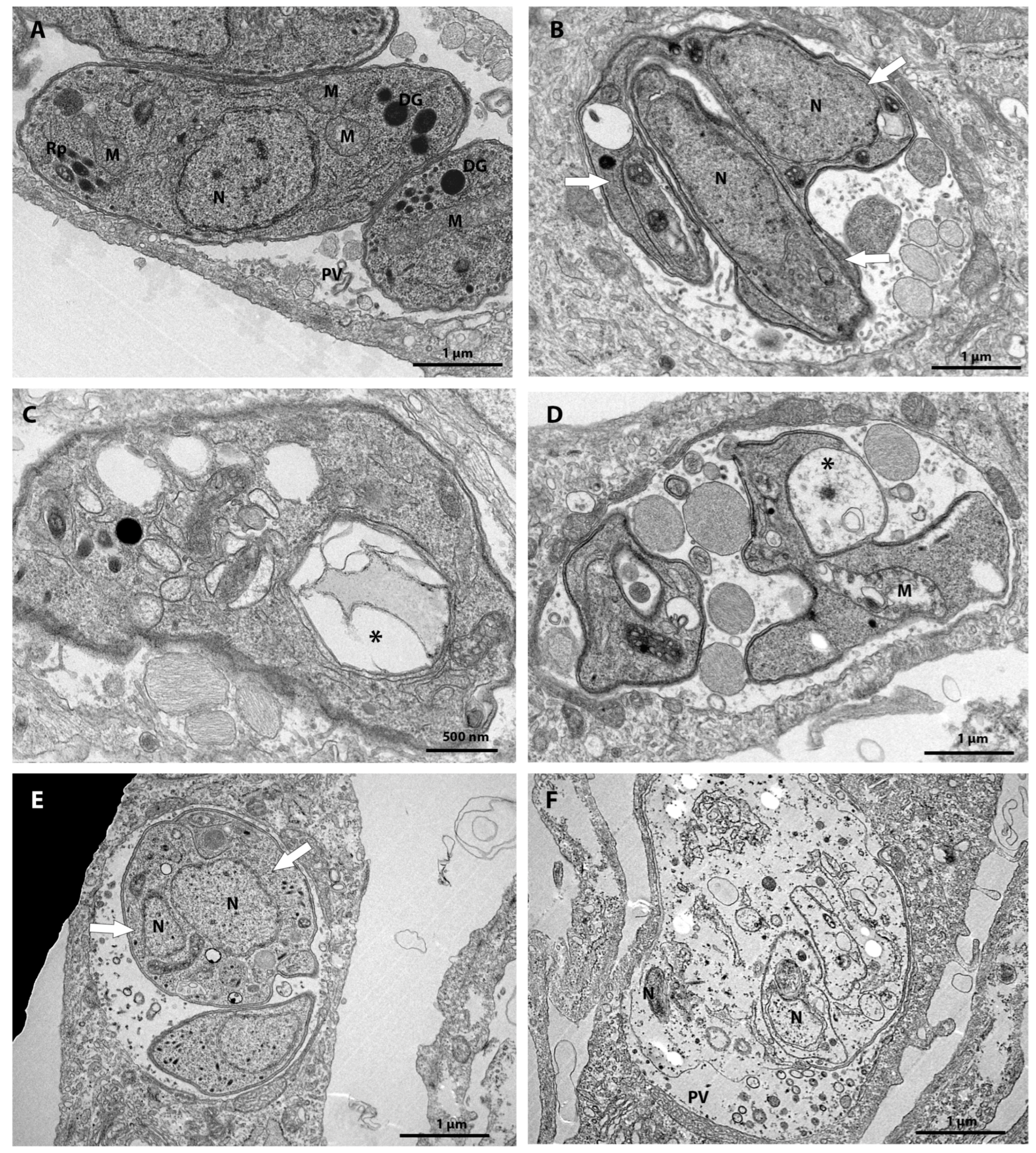 Tropicalmed 08 00510 g003