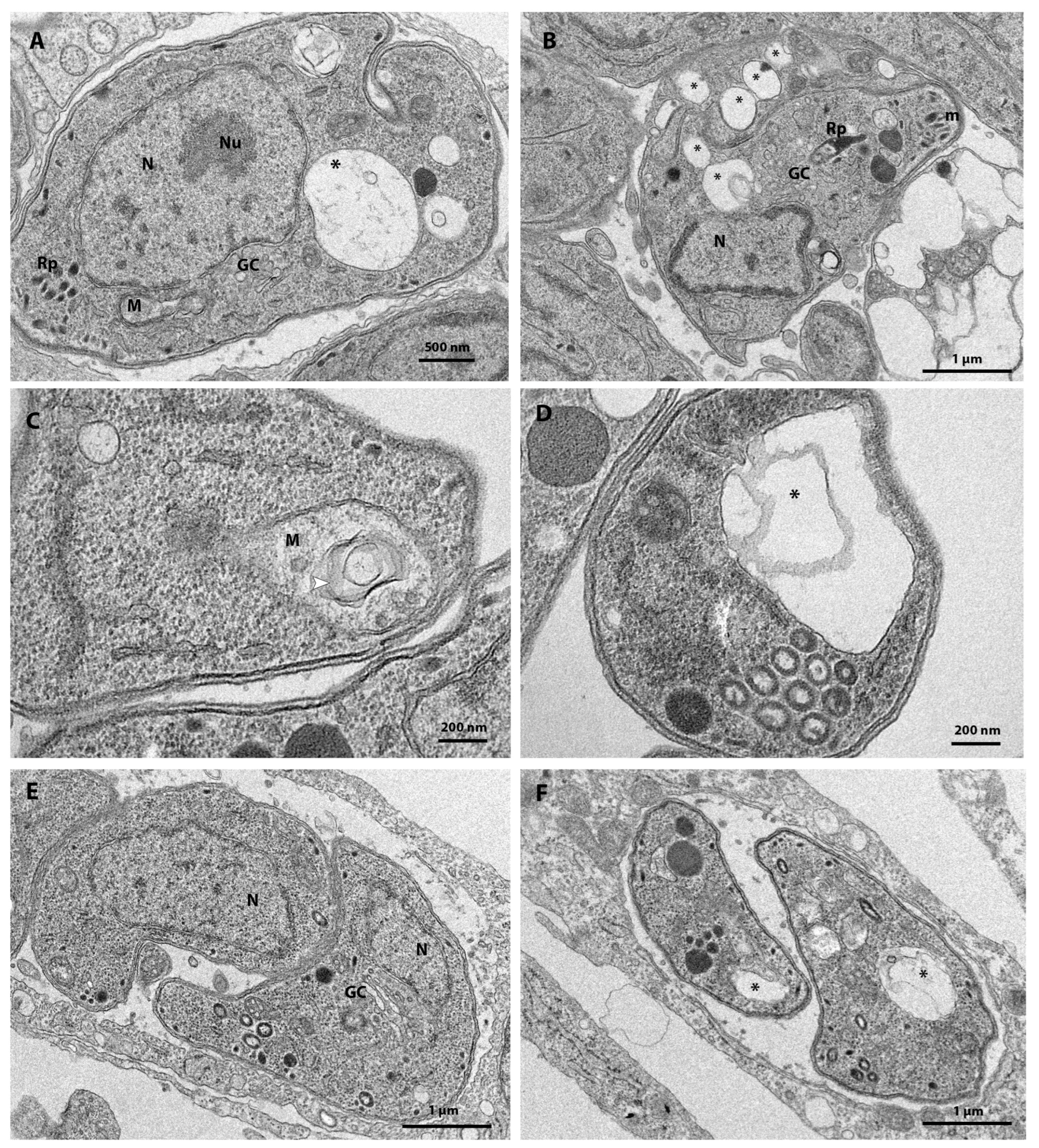Tropicalmed 08 00510 g004