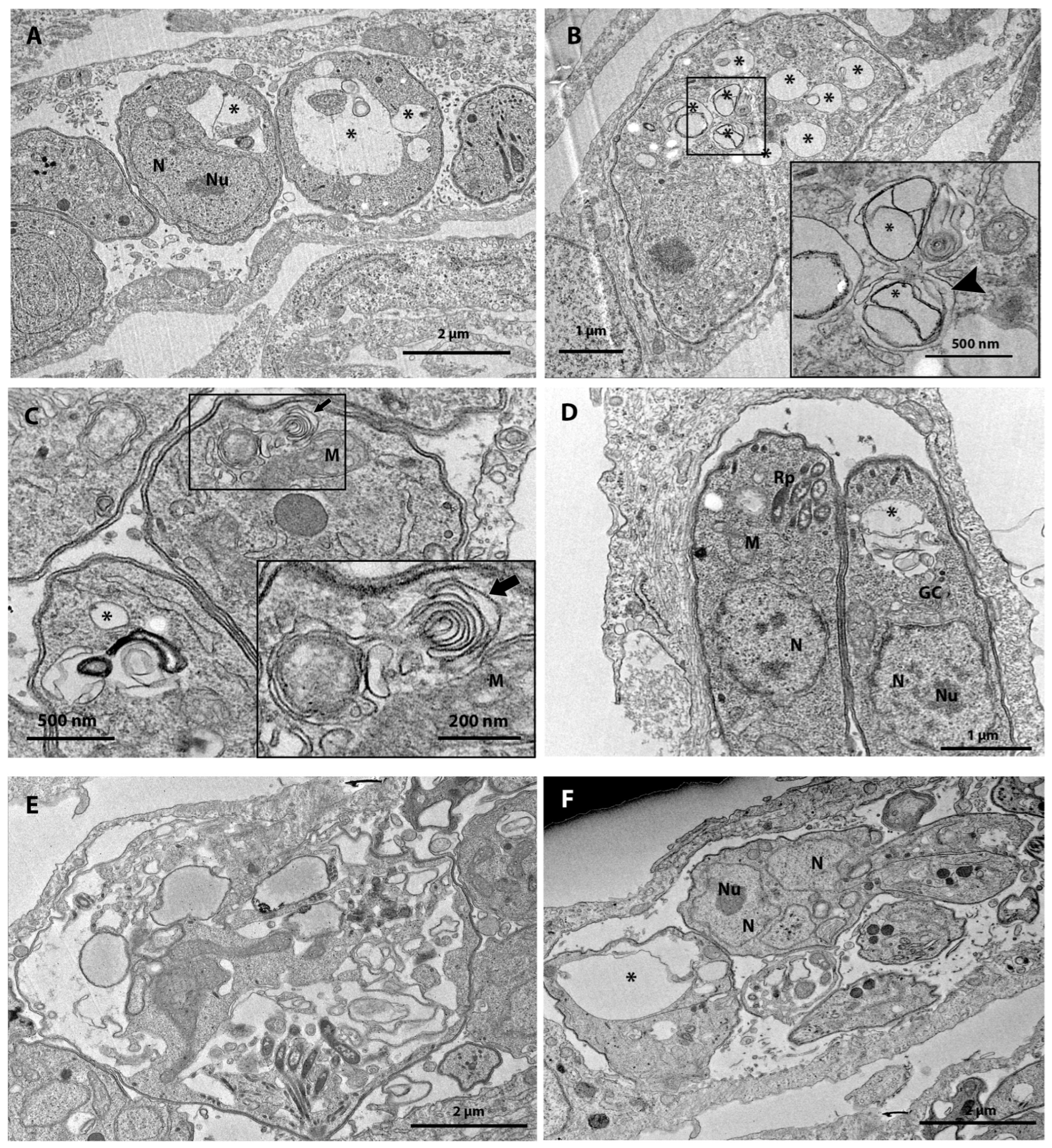 Tropicalmed 08 00510 g005