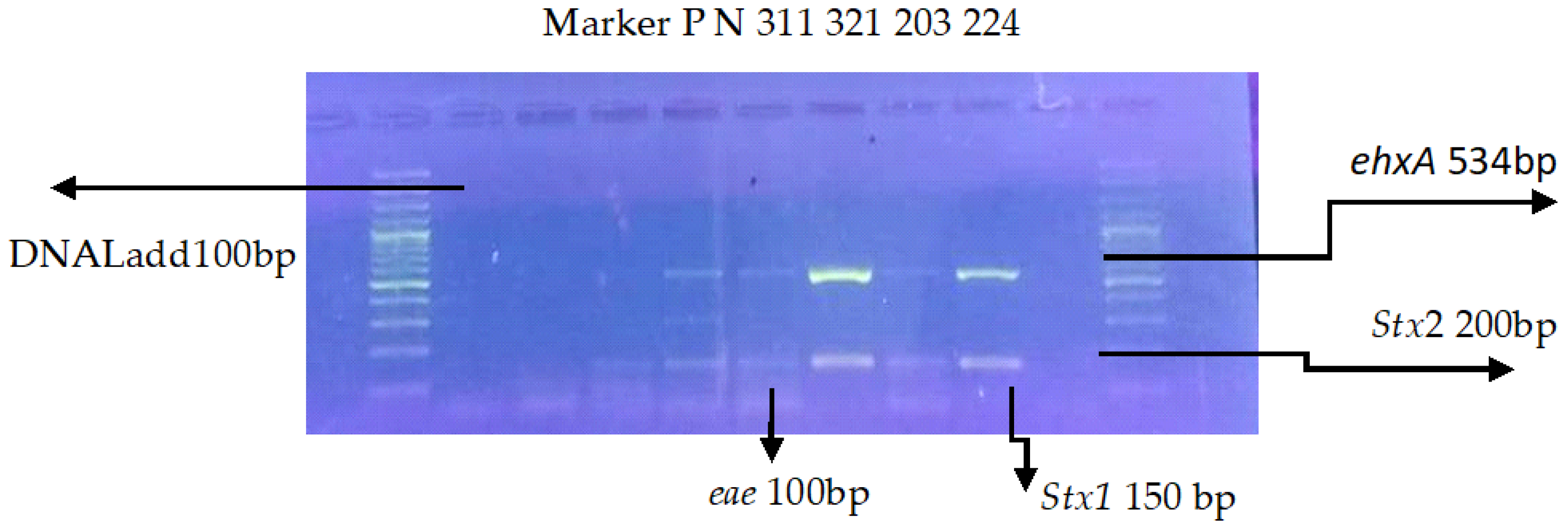 Tropicalmed 09 00064 g003