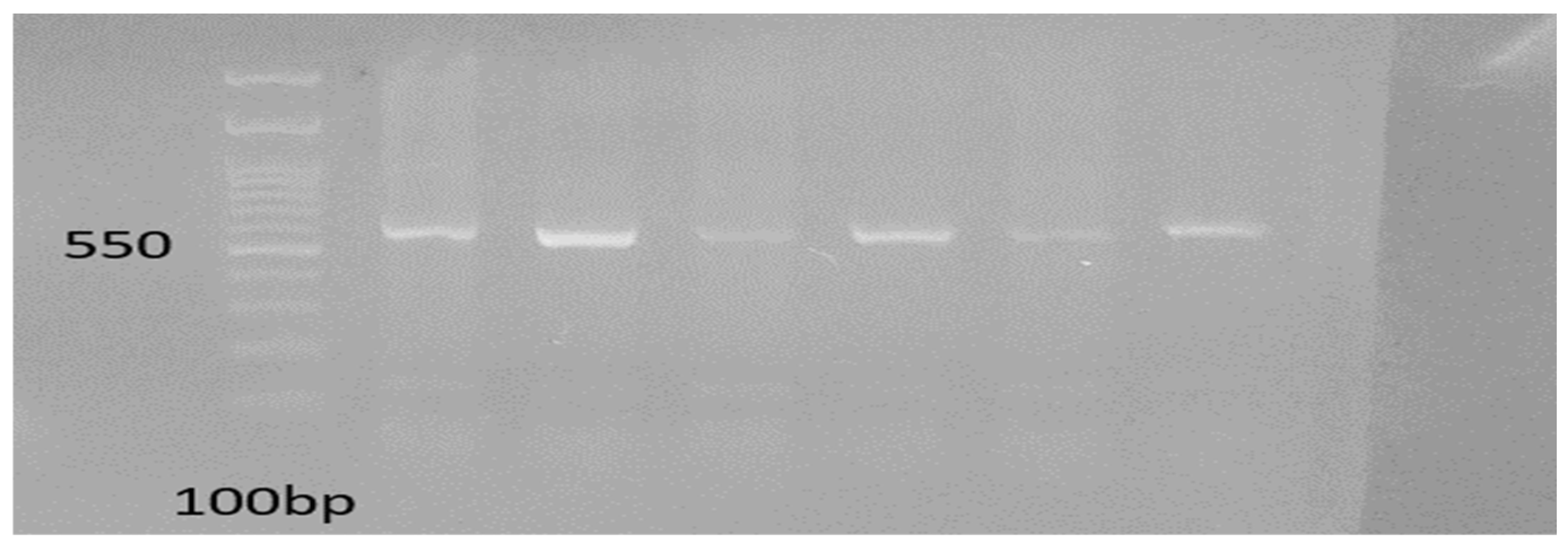 Tropicalmed 09 00064 g004