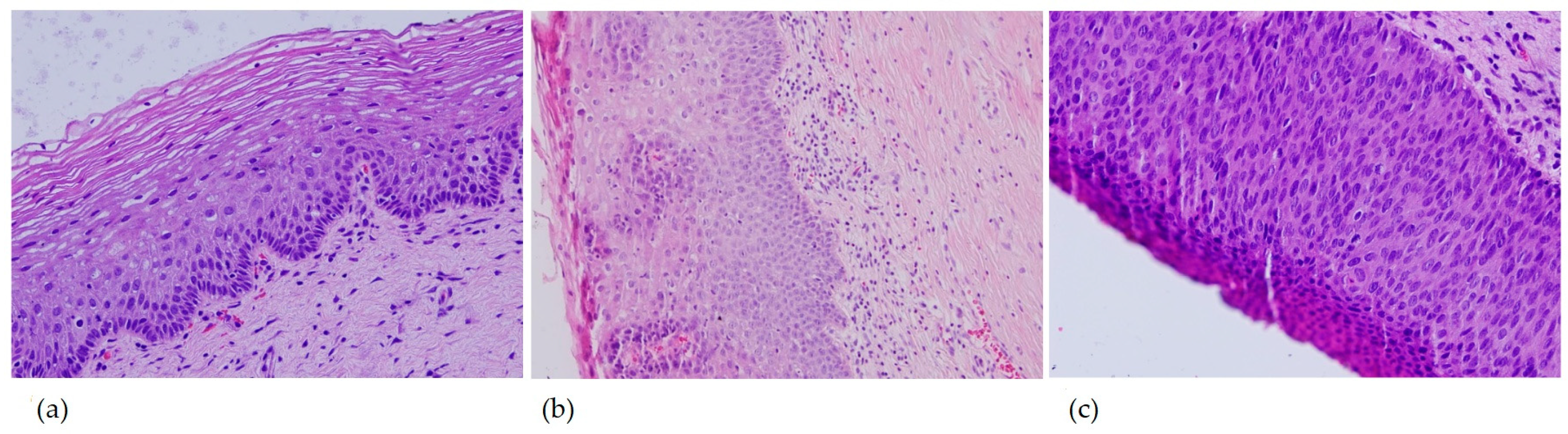 Tropicalmed 10 00200 g001 Tropicalmed 10 00200 g001